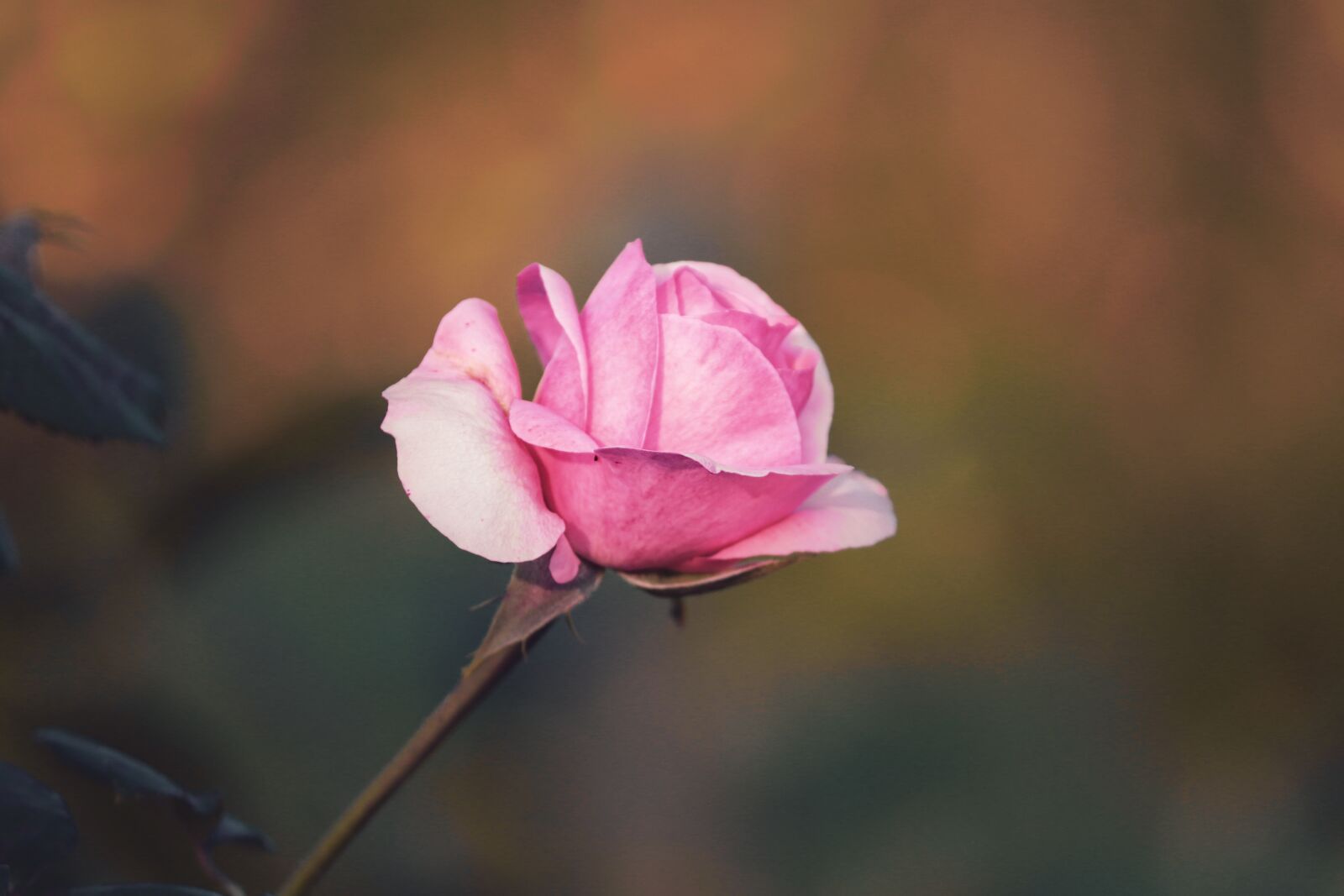 Canon EOS 200D (EOS Rebel SL2 / EOS Kiss X9) sample photo. Flower, rose, petals photography