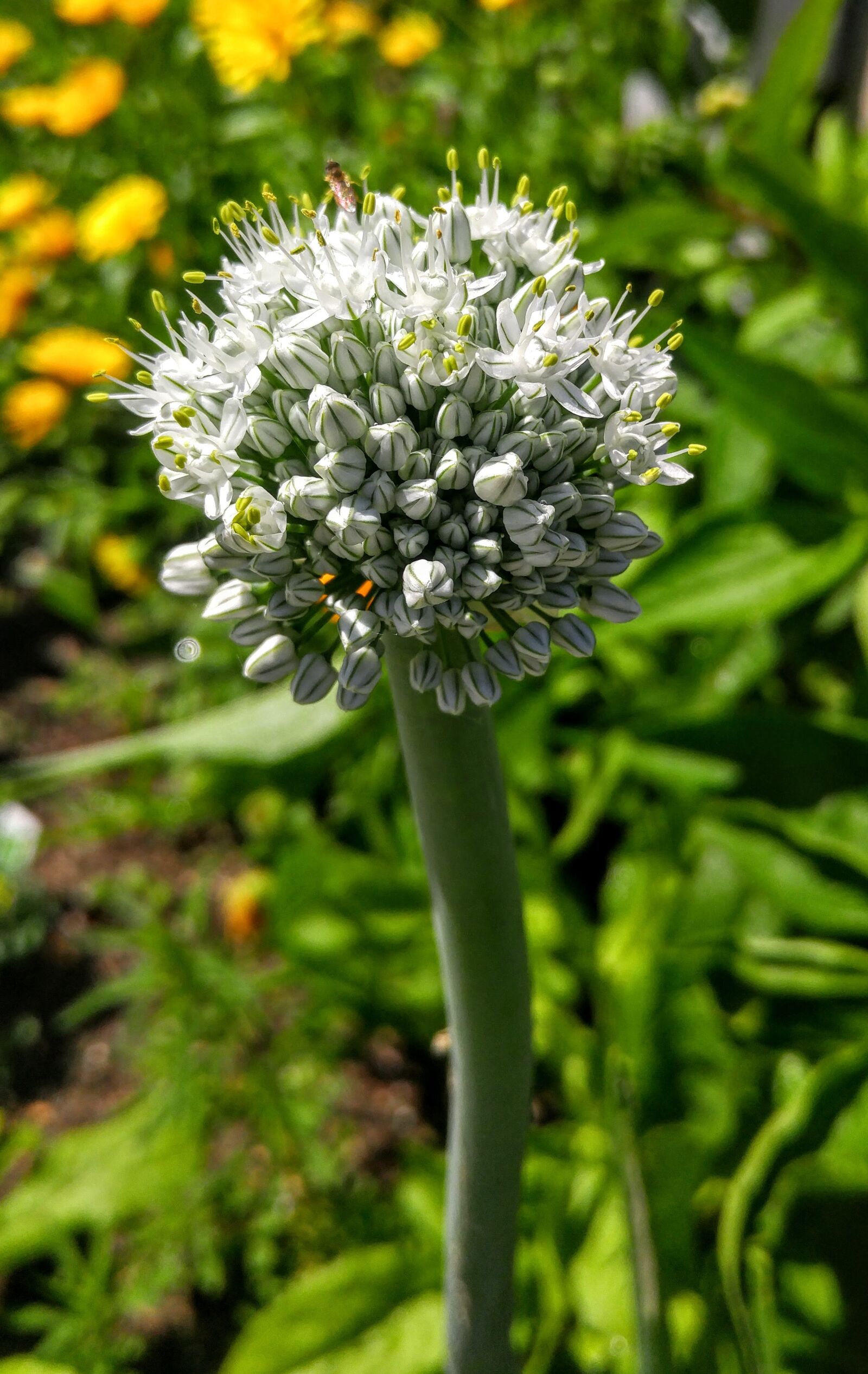 LG G4 sample photo. Onion, flower, garden photography