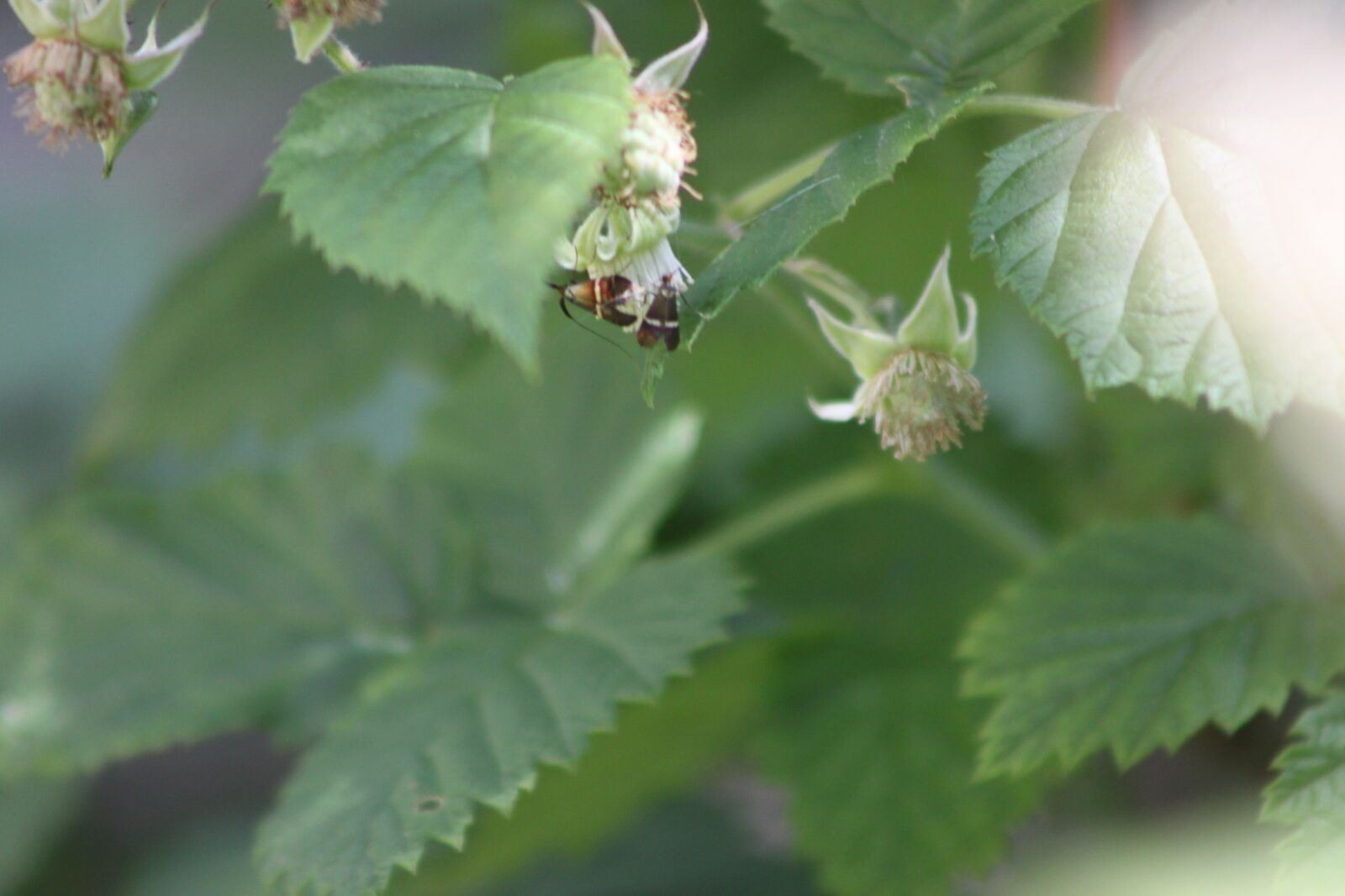 Canon EOS 500D (EOS Rebel T1i / EOS Kiss X3) sample photo. Insect, spring, garden photography