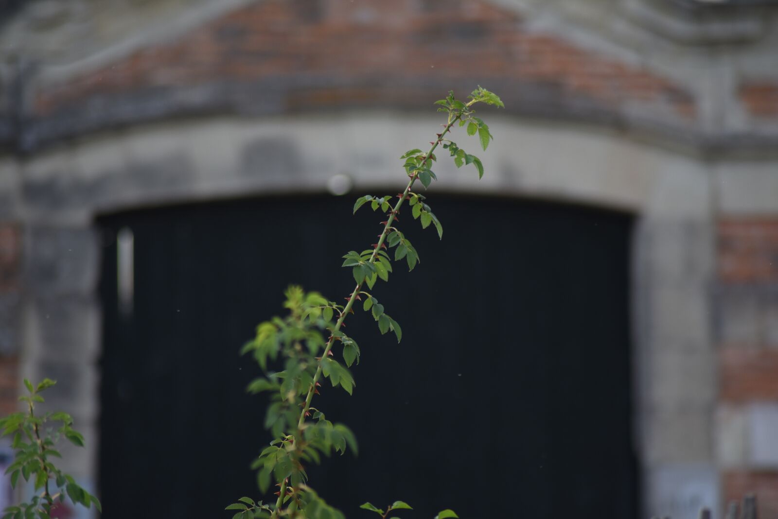 Nikon D750 sample photo. Blur, flower, nature photography