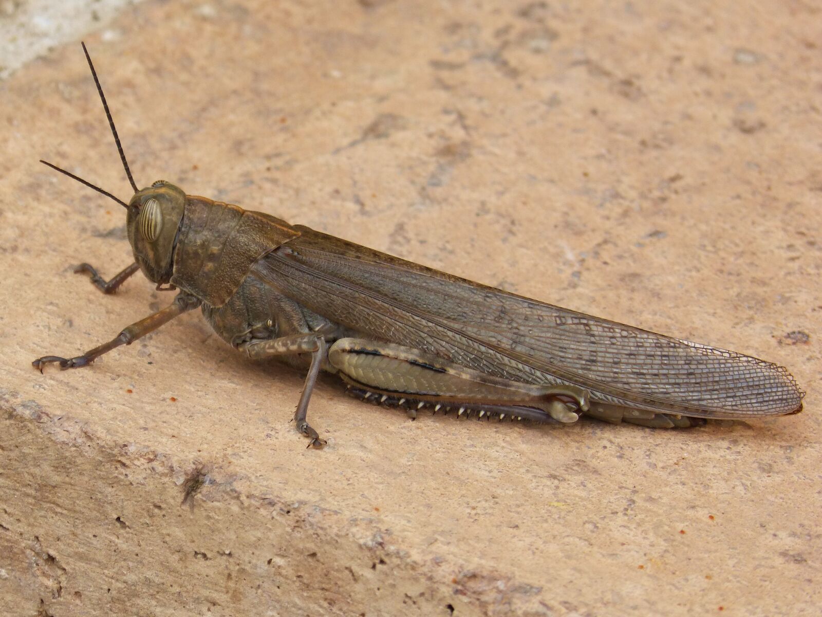 Panasonic DMC-FZ62 sample photo. Grasshopper, lobster, detail photography