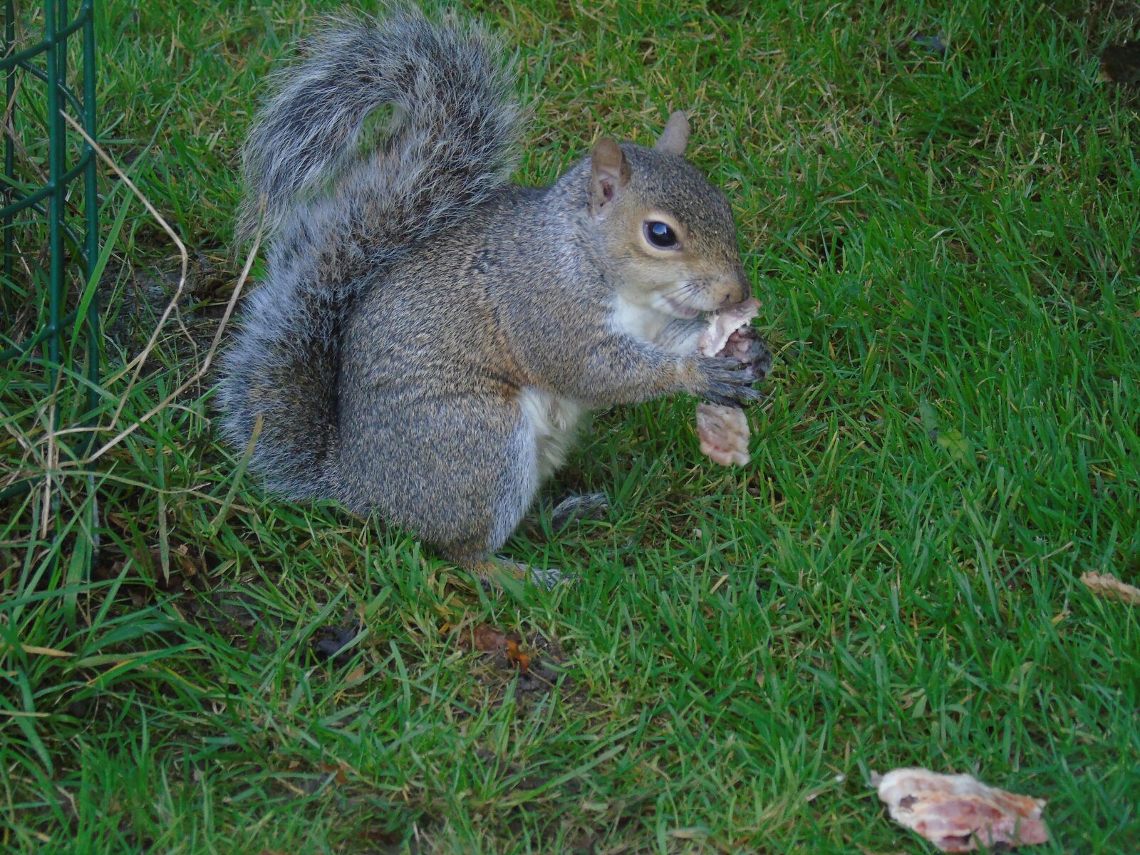 Sony Cyber-shot DSC-H400 sample photo. Squirrel, grey squirrel, amer photography
