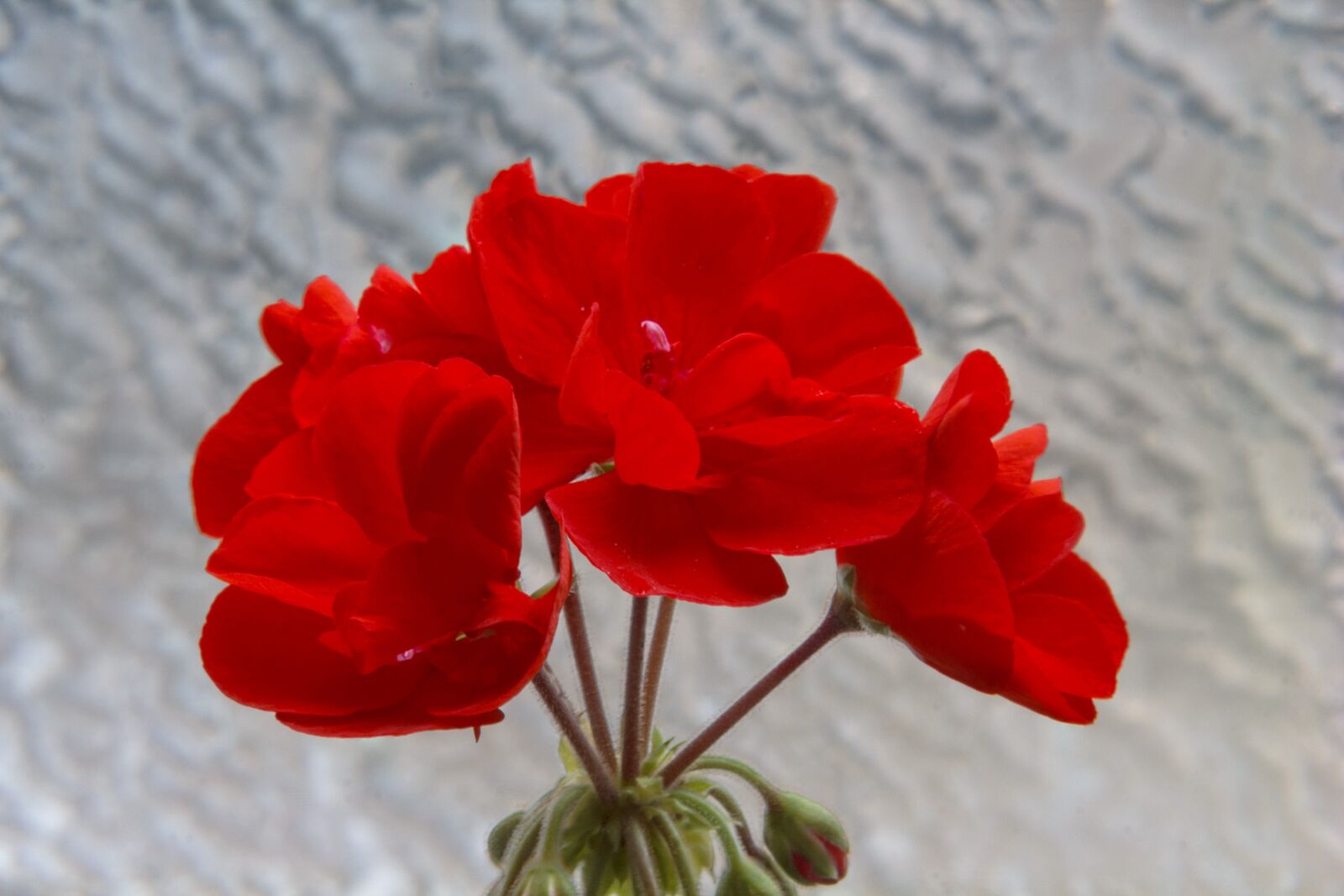Canon EOS 1100D (EOS Rebel T3 / EOS Kiss X50) + Canon EF 50mm F1.8 STM sample photo. Flower, nature, red photography