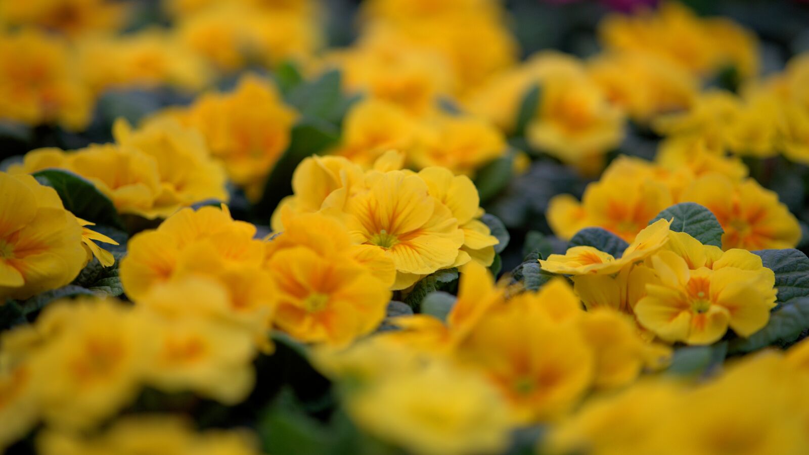 Sony a7 II + ZEISS Batis 85mm F1.8 sample photo. Primrose, yellow, spring photography