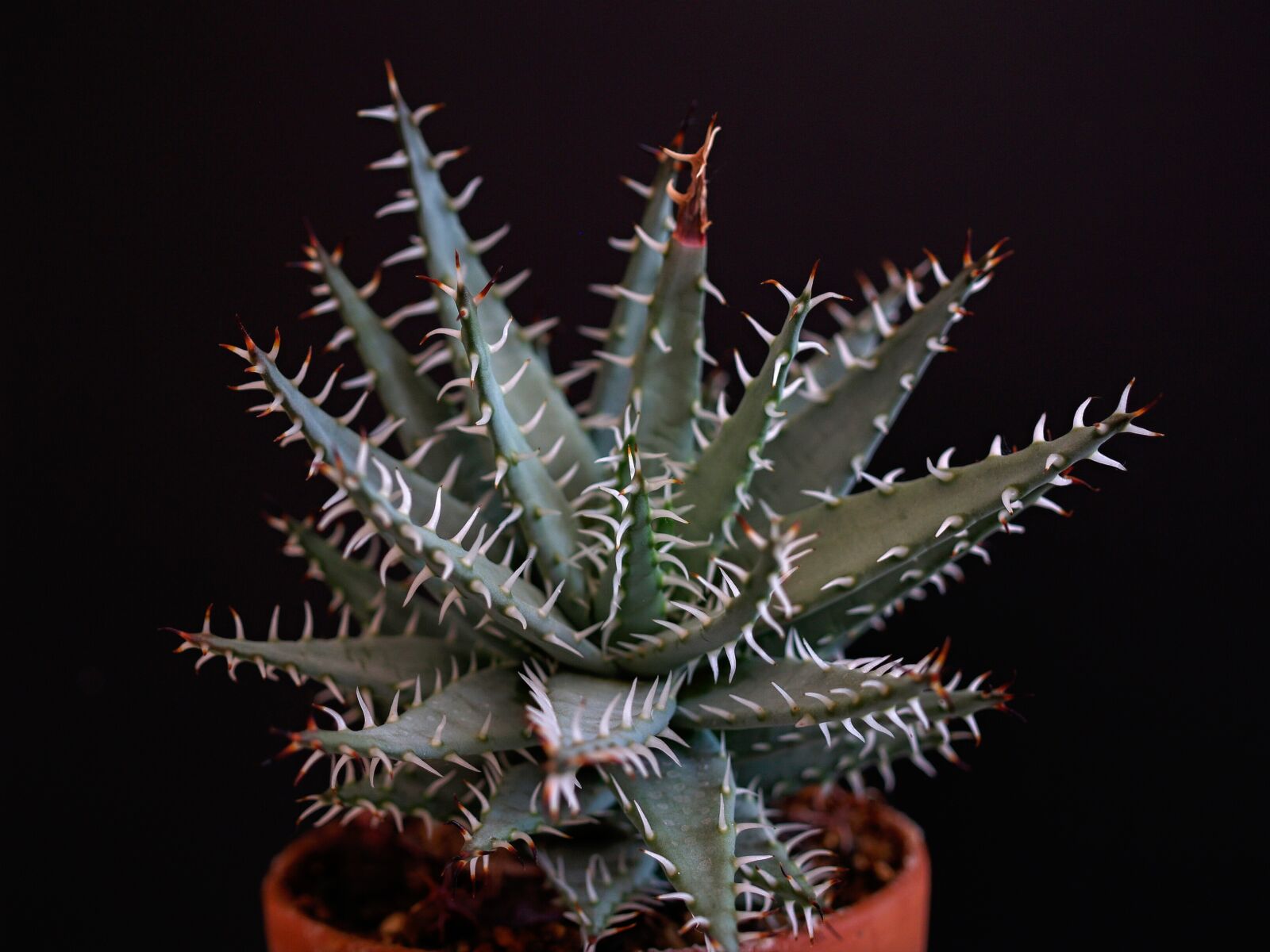 Olympus E-500 (EVOLT E-500) sample photo. Aloe, spines, prickly photography