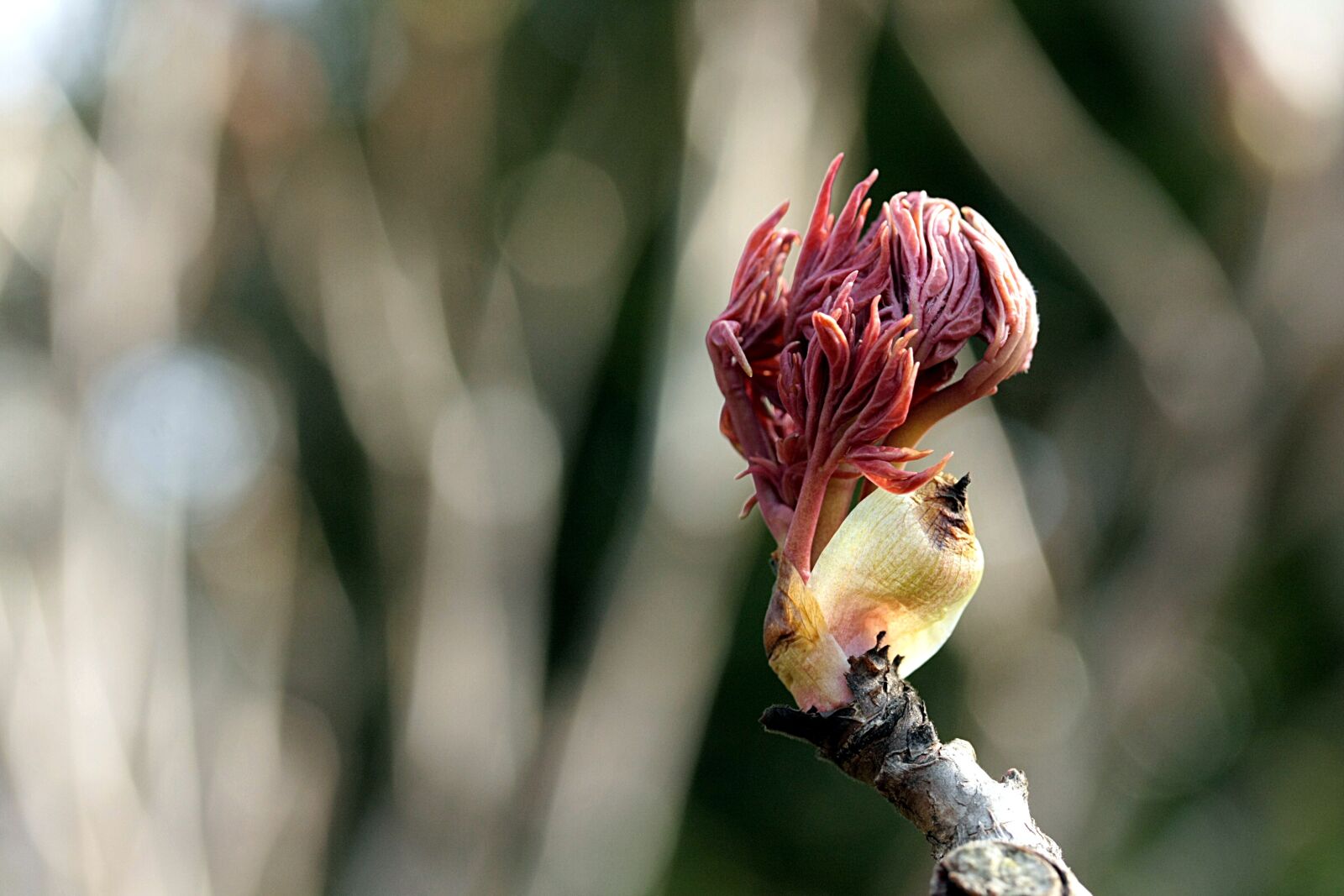 Canon EOS 40D sample photo. Bud, spring, blossom photography