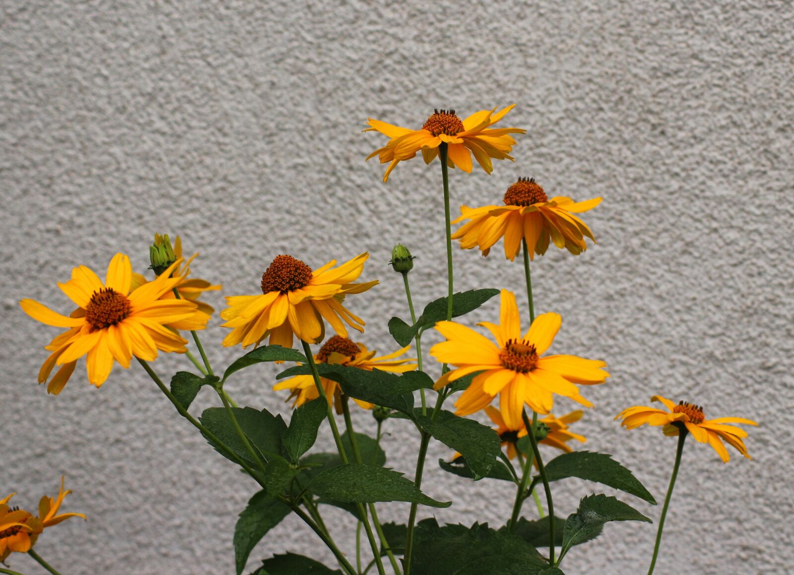 Canon EOS 1200D (EOS Rebel T5 / EOS Kiss X70 / EOS Hi) sample photo. Flowers, yellow flowers, purple photography