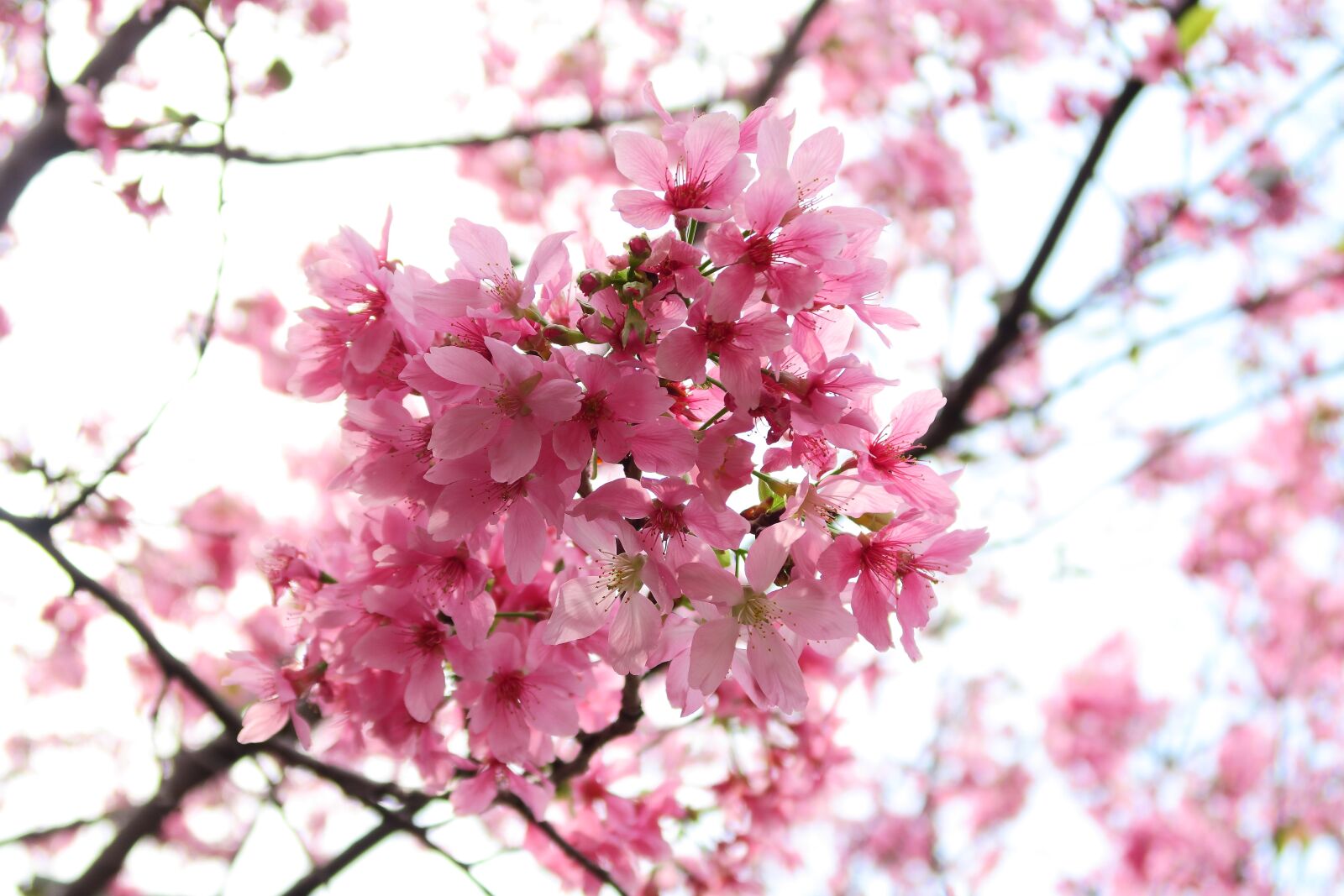 Canon PowerShot G7 X sample photo. Cherry wood, flower, branch photography