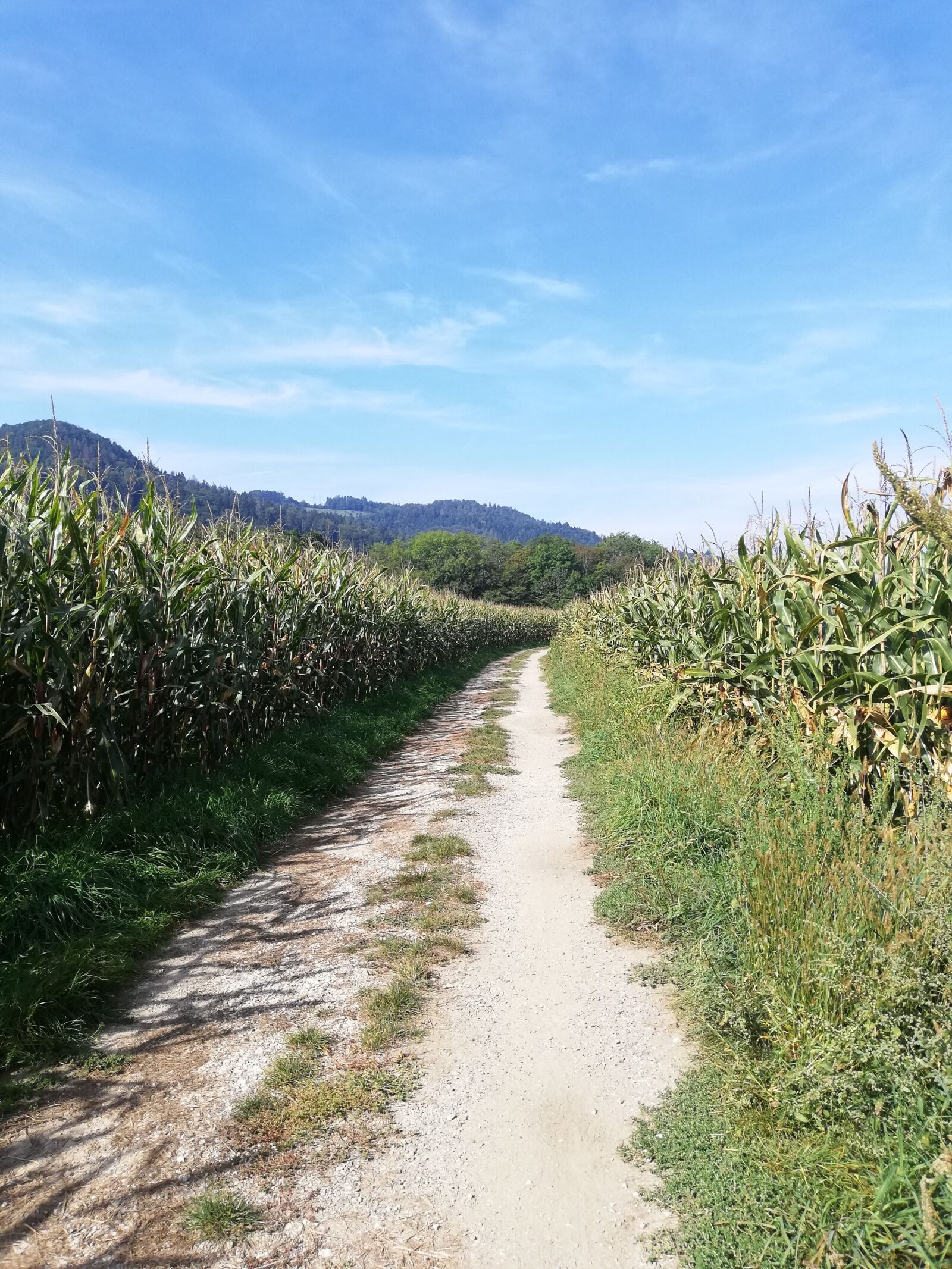 HUAWEI P20 lite sample photo. Away, sky, cornfield photography