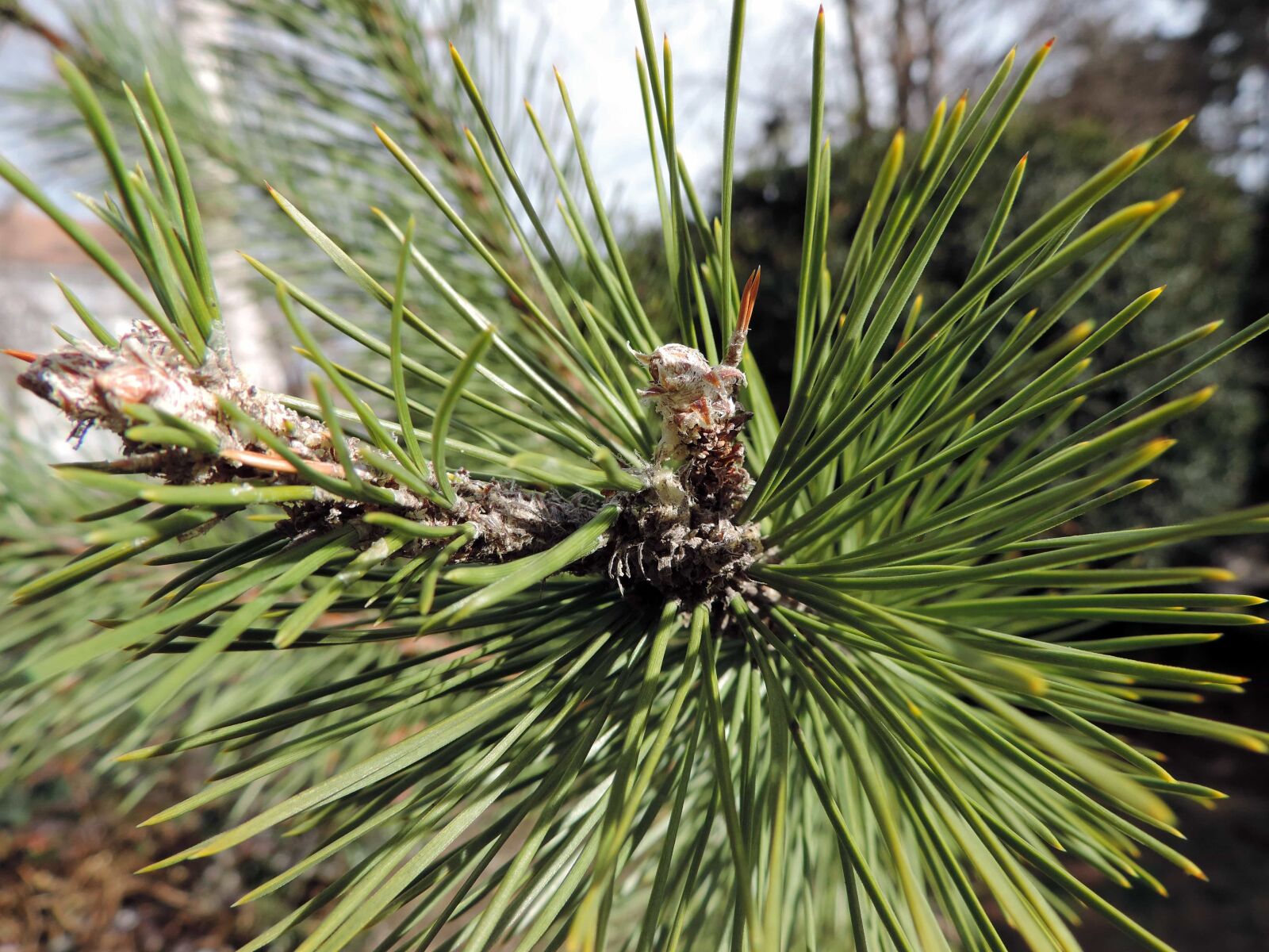 Nikon Coolpix P520 sample photo. Conifer, tree, evergreen, pine photography