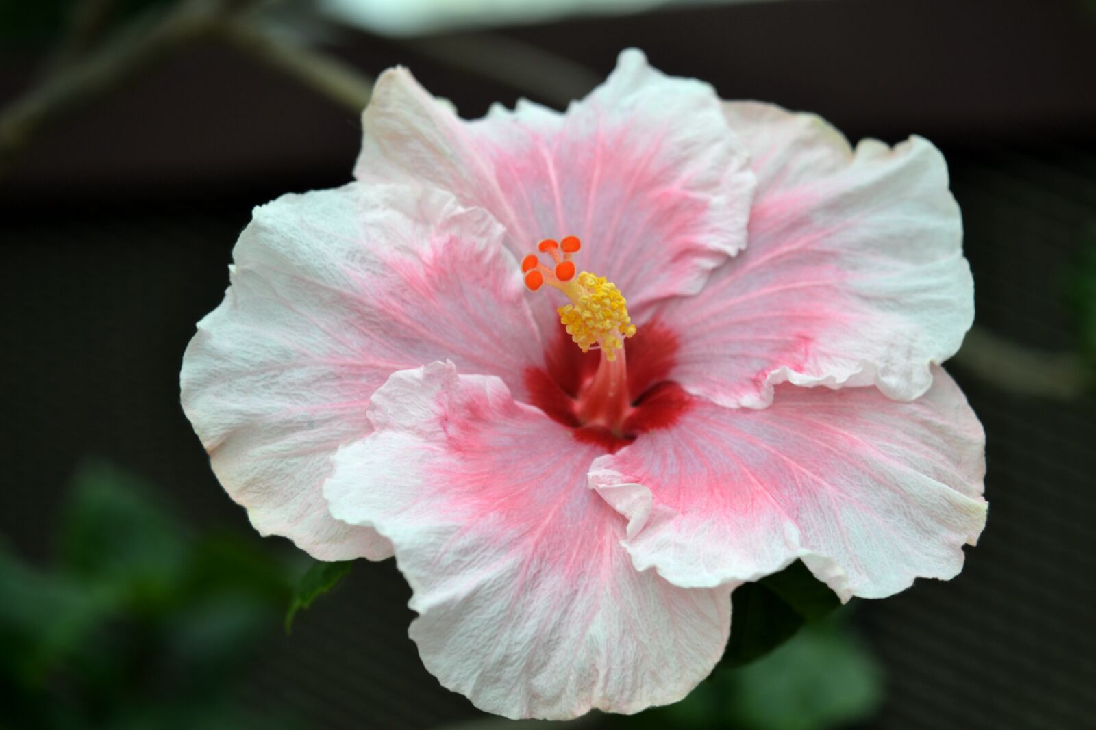 Nikon D3100 sample photo. Flower, white, pink photography