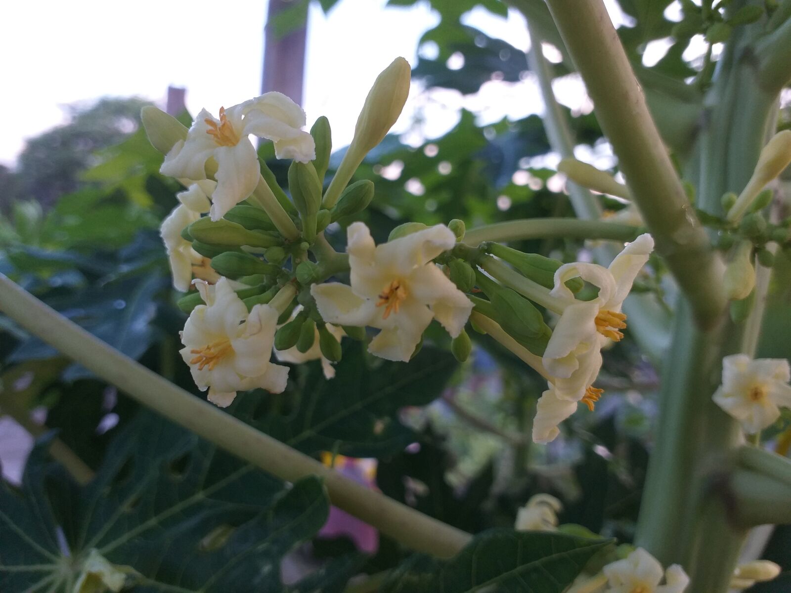 Samsung Galaxy J6+ sample photo. Flower, nature, environment photography