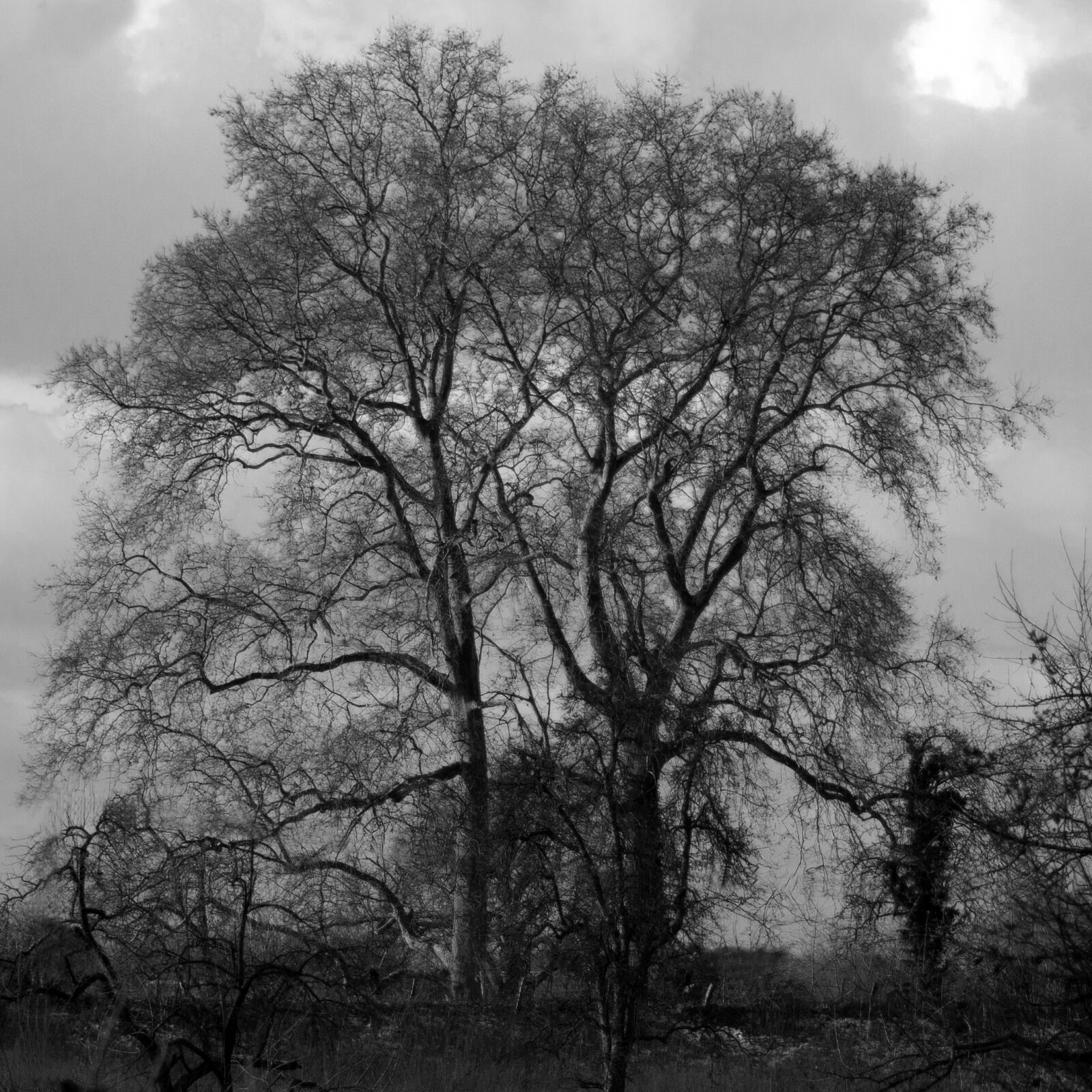 Canon EF-S 18-55mm F3.5-5.6 II sample photo. Tree, forest, nature photography