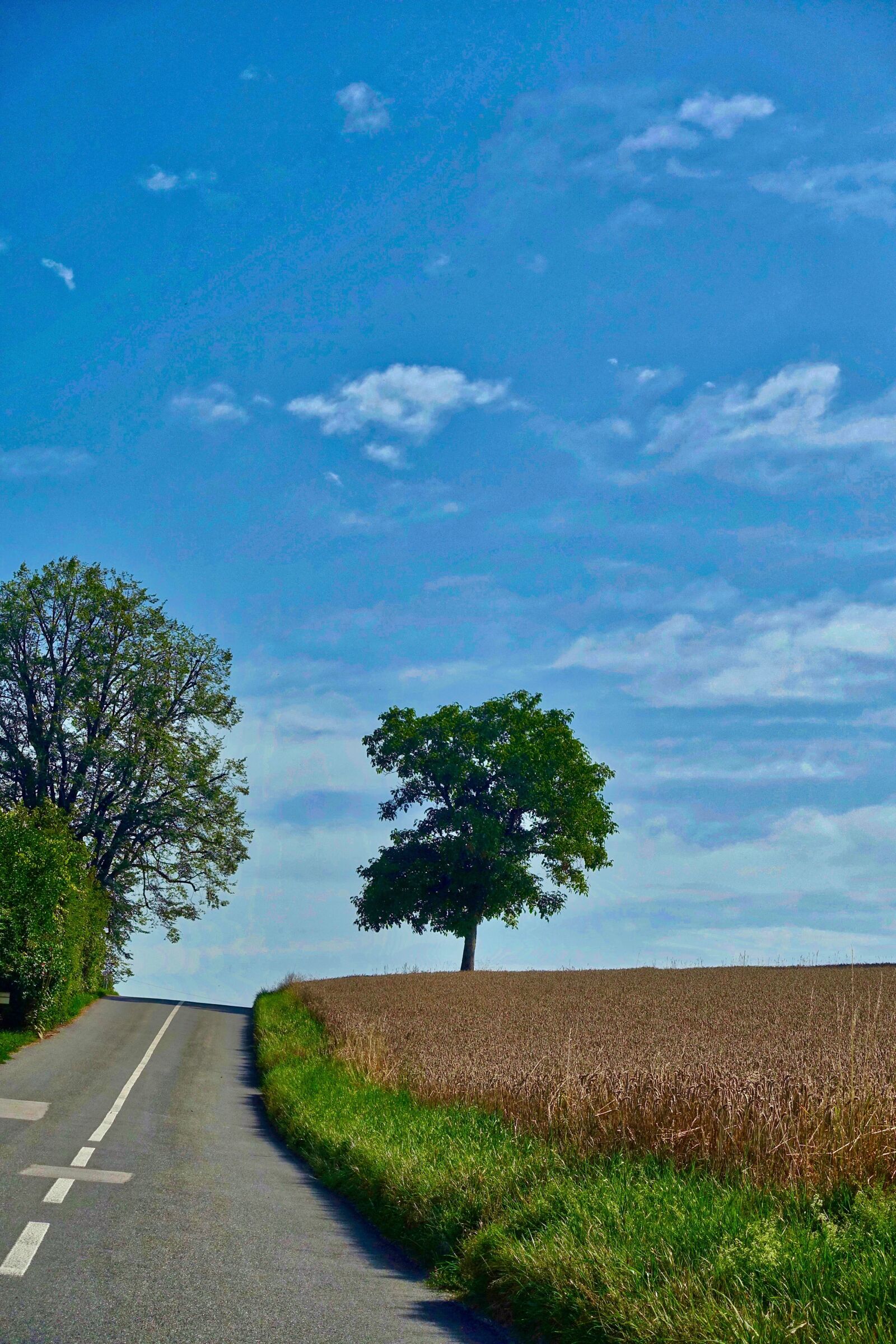 Sony Cyber-shot DSC-RX100 III sample photo. Road, perspective, tree photography