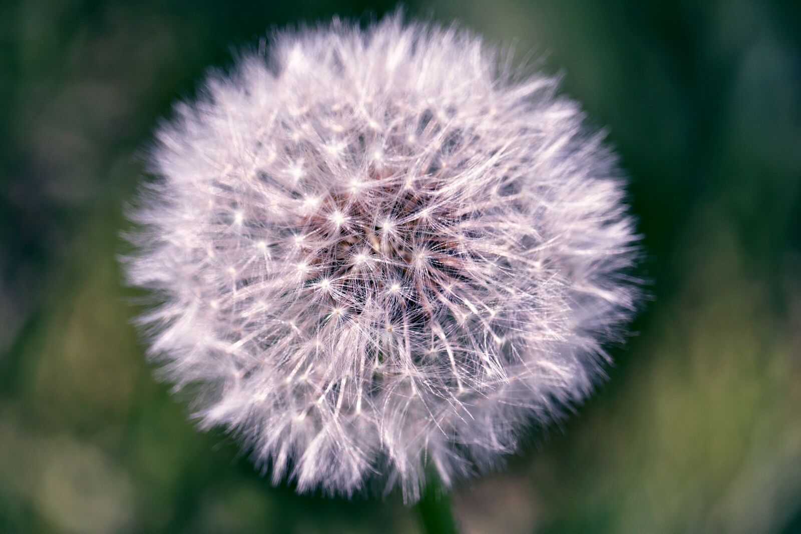 Canon EOS 80D + Canon EF-S 55-250mm F4-5.6 IS STM sample photo. Dandelion, spring, nature photography