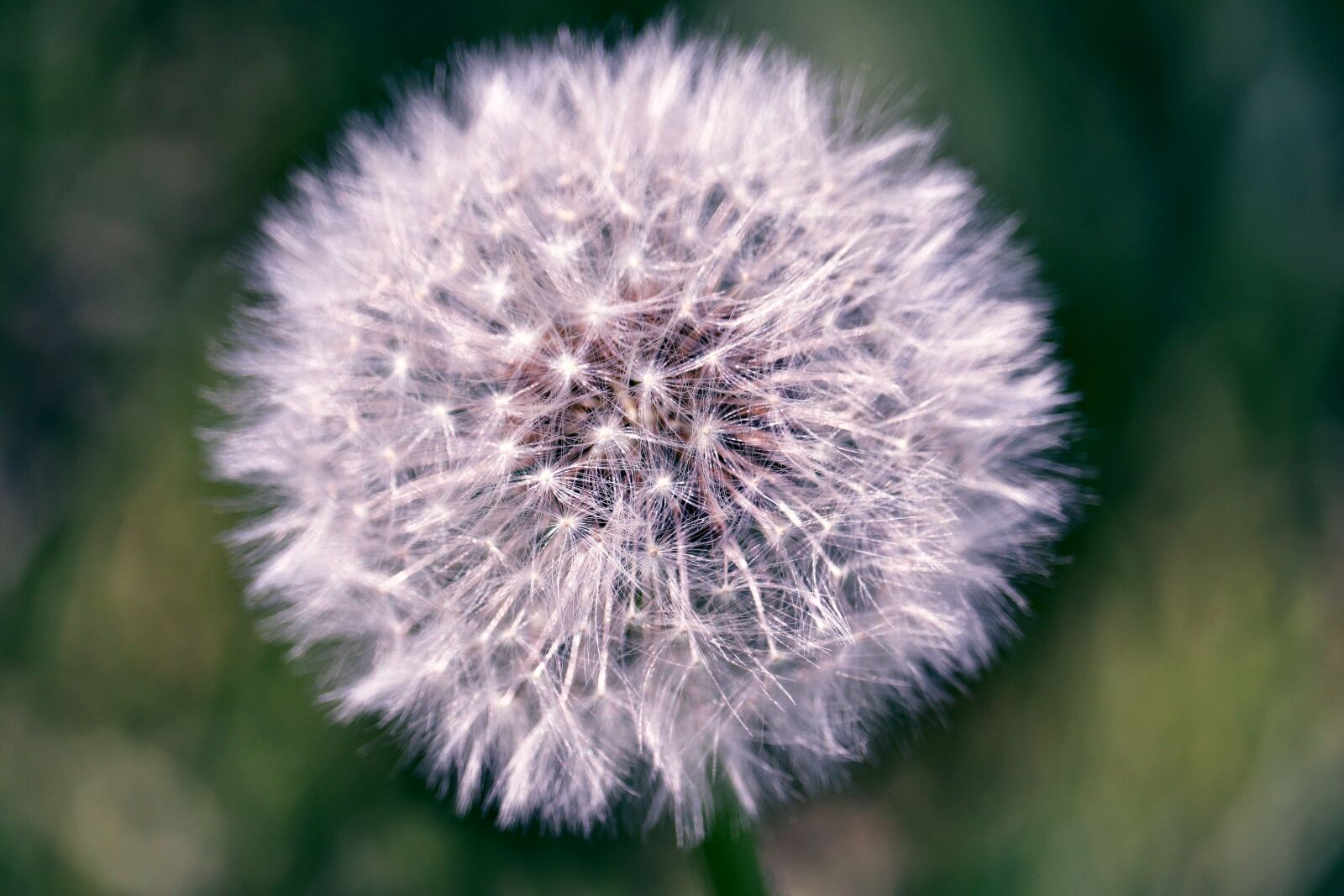 Canon EOS 80D sample photo. Dandelion, spring, nature photography