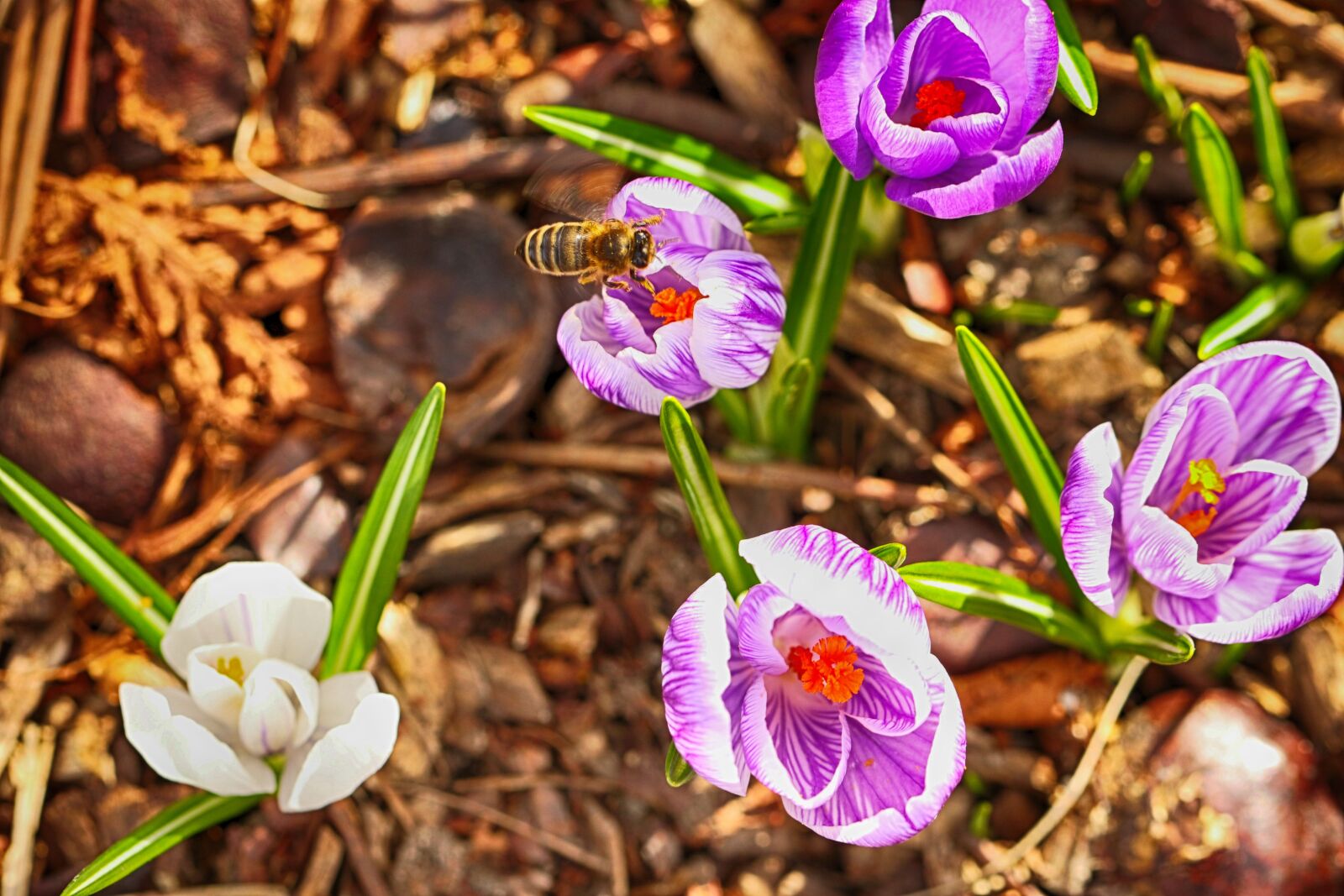 Canon EF 100mm F2.8L Macro IS USM sample photo. Wasp, insect, crocus photography