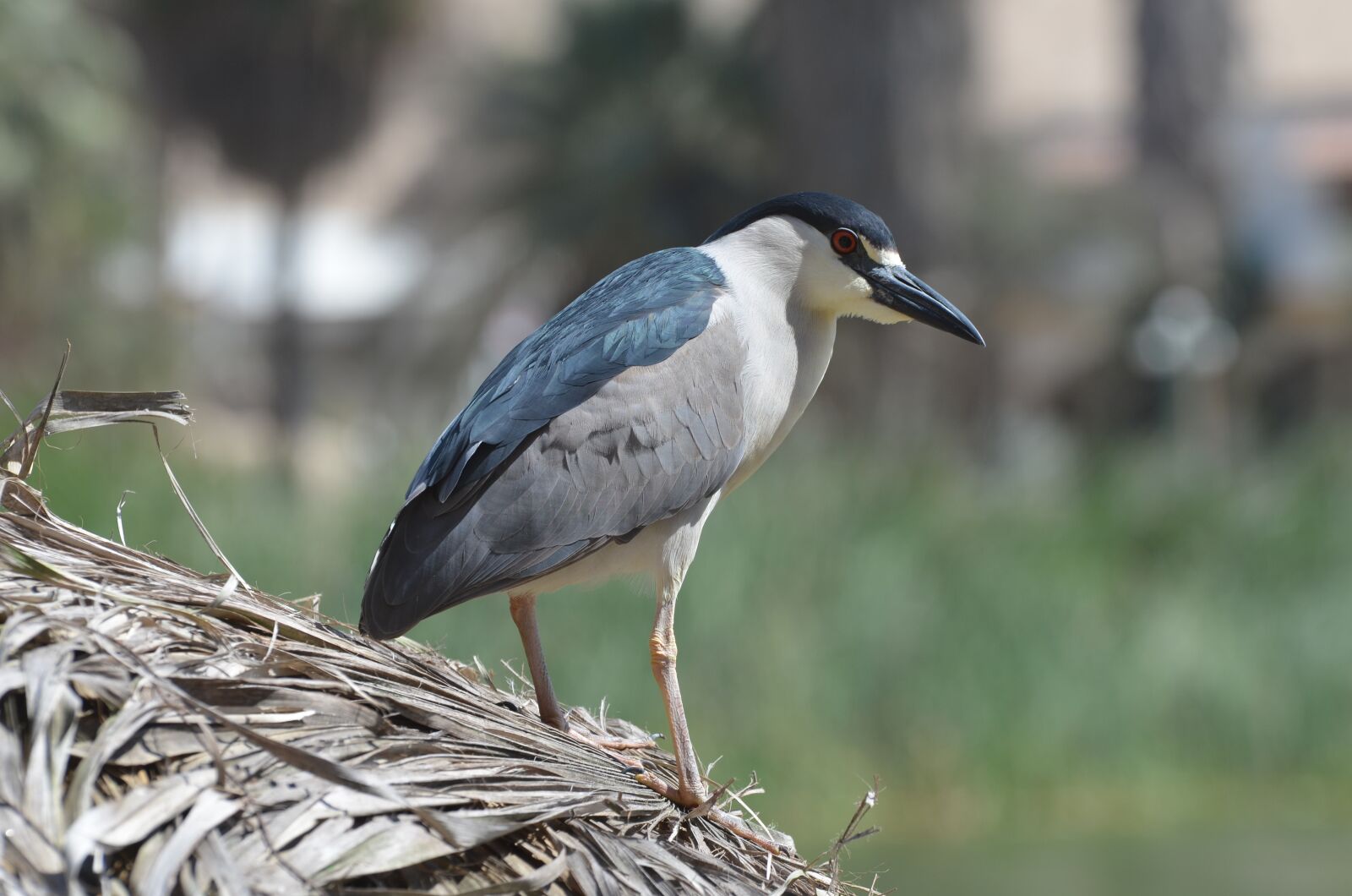 Nikon D5100 sample photo. Bird, huacachina, peru photography