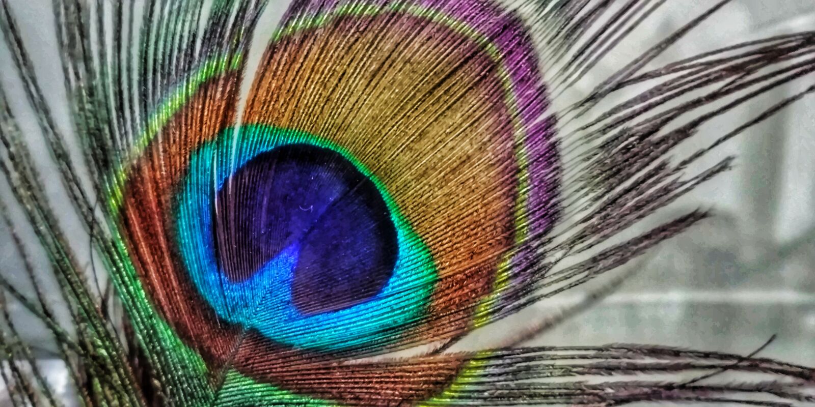LG G6 sample photo. Indian, peacock, feather photography