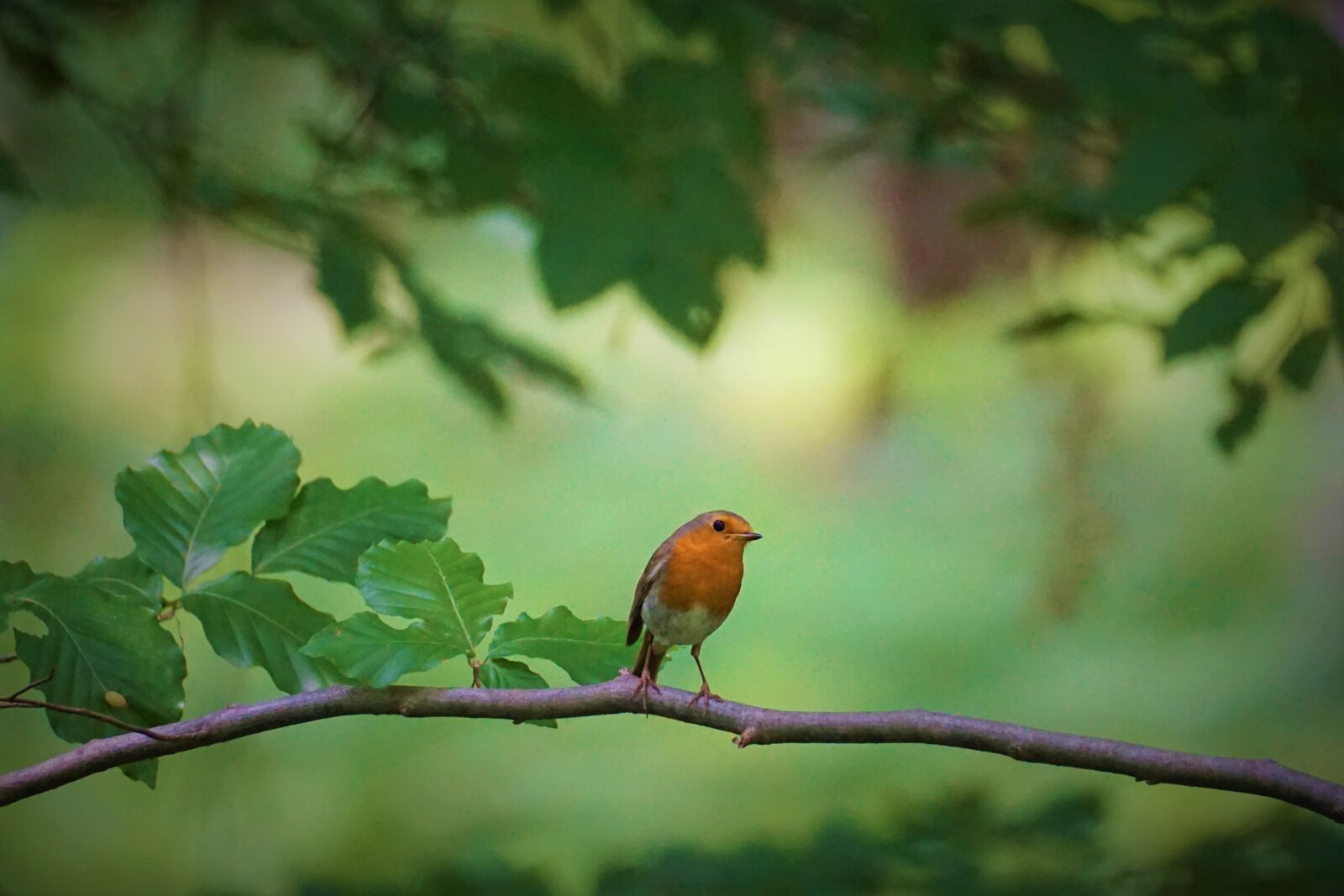 Sony a6000 + Sony E 70-350mm F4.5-6.3 G OSS sample photo. Robin, forest, nature photography