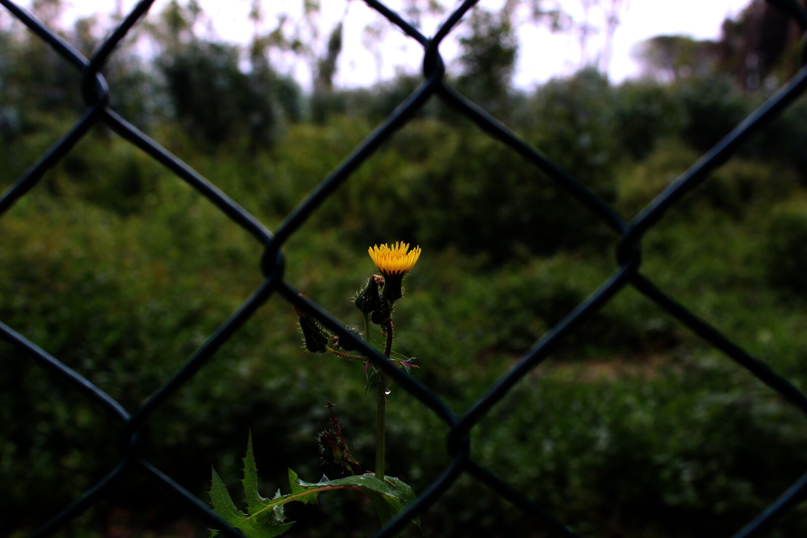 Canon EOS 1200D (EOS Rebel T5 / EOS Kiss X70 / EOS Hi) sample photo. Nature, background, beautiful photography