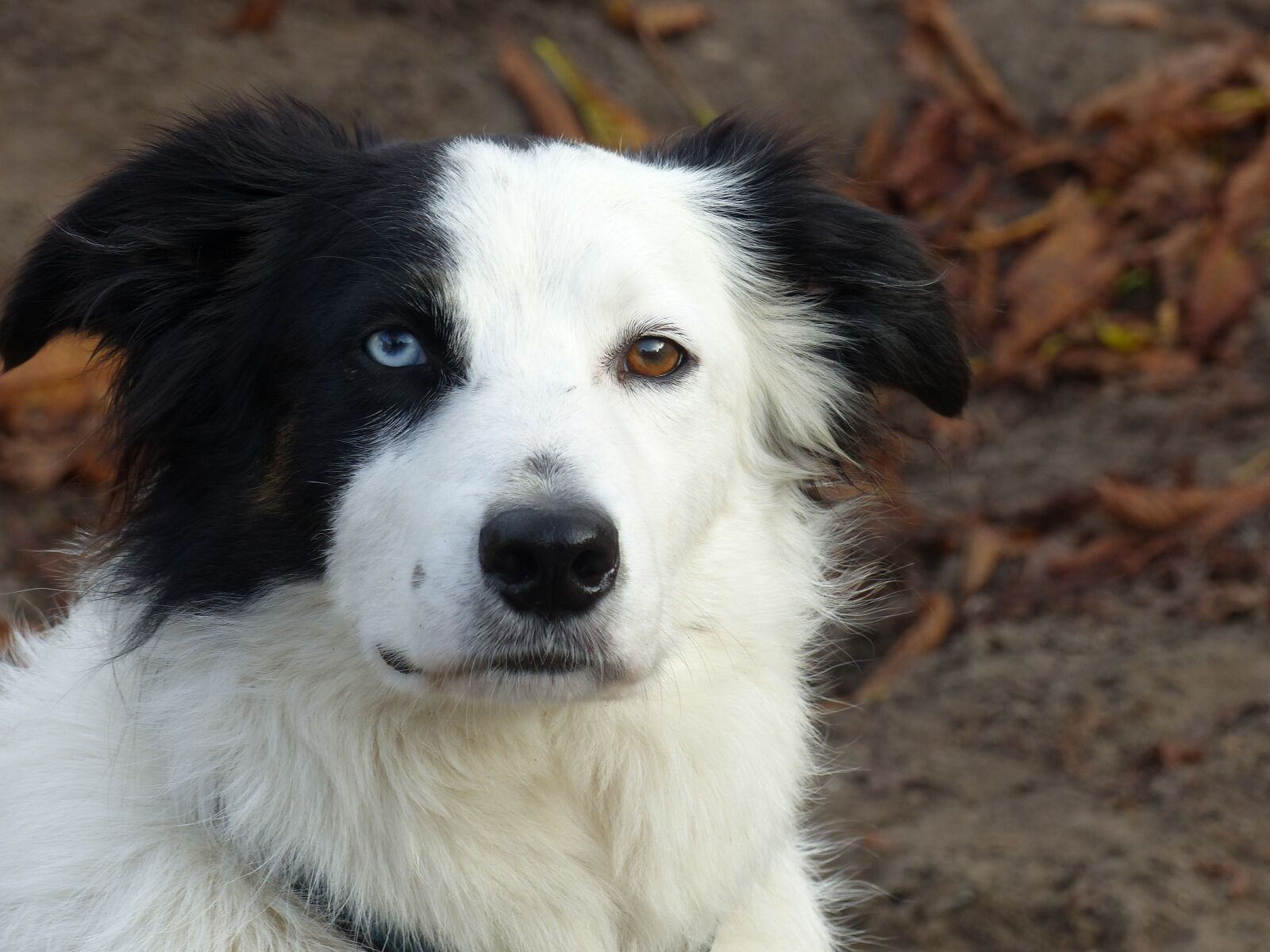 Panasonic Lumix DMC-FZ200 sample photo. Dog, border collie, three photography
