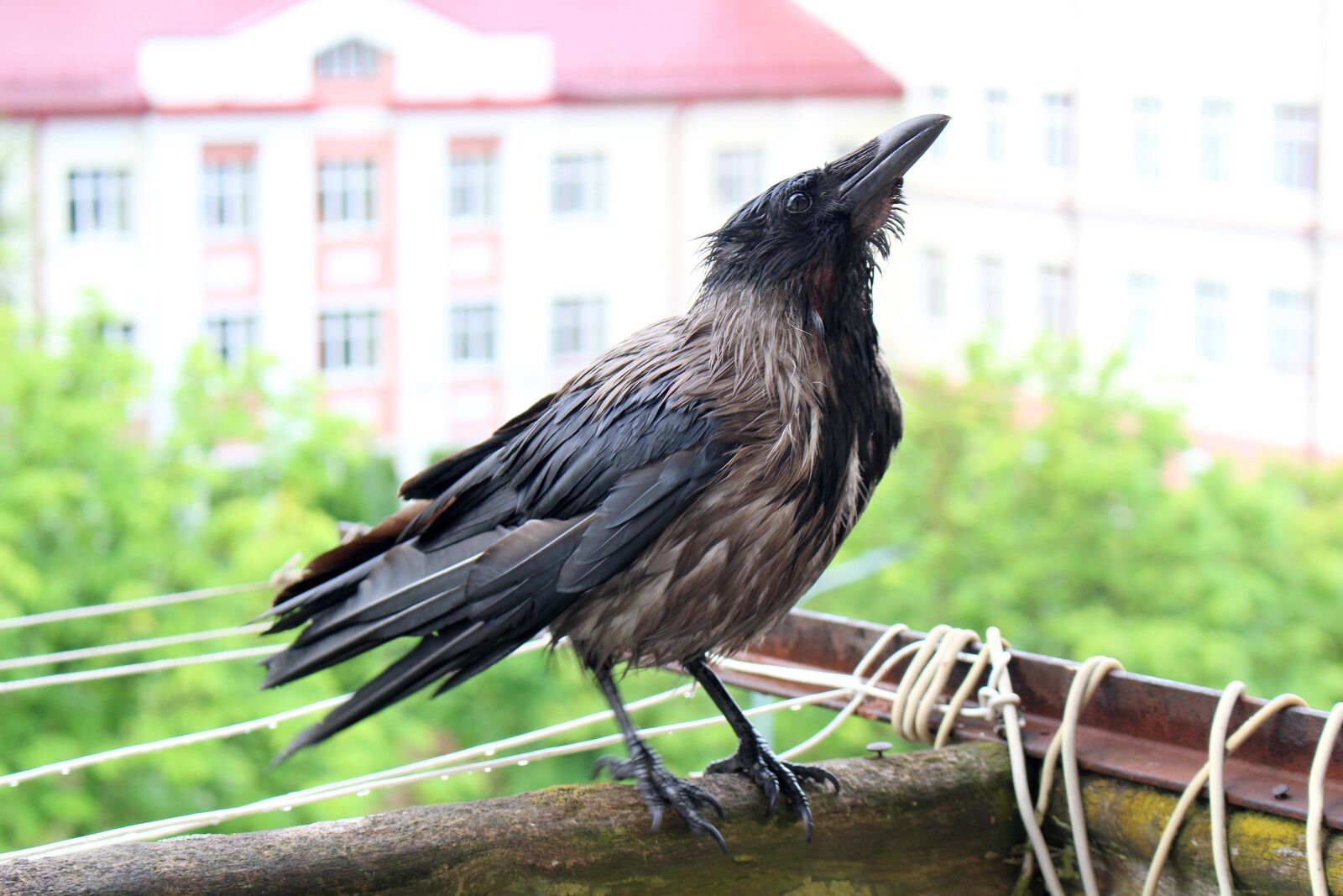 Canon EOS 100D (EOS Rebel SL1 / EOS Kiss X7) sample photo. Crow, bird, balcony photography