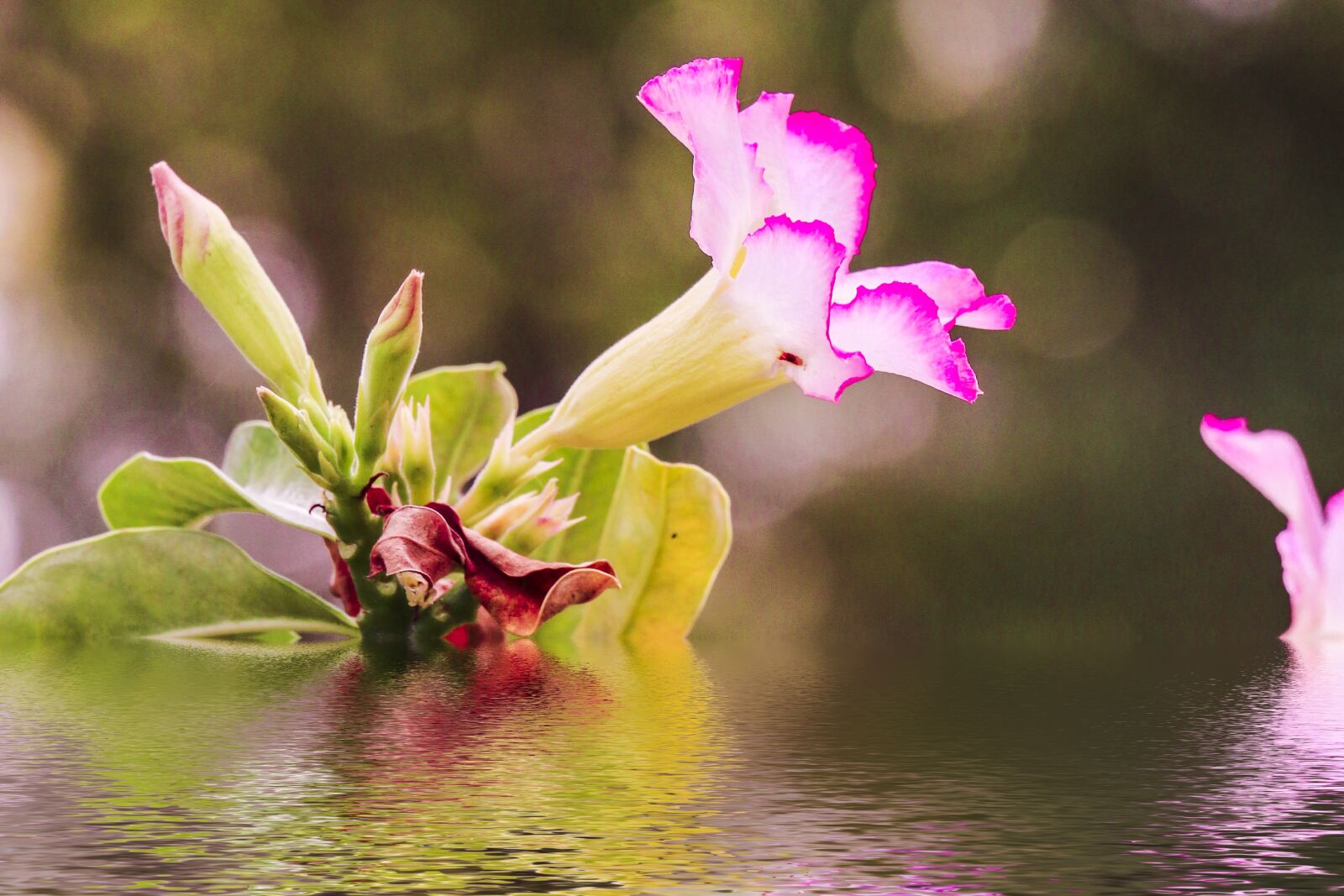Canon EOS 70D sample photo. Flower, technology, thuat photography