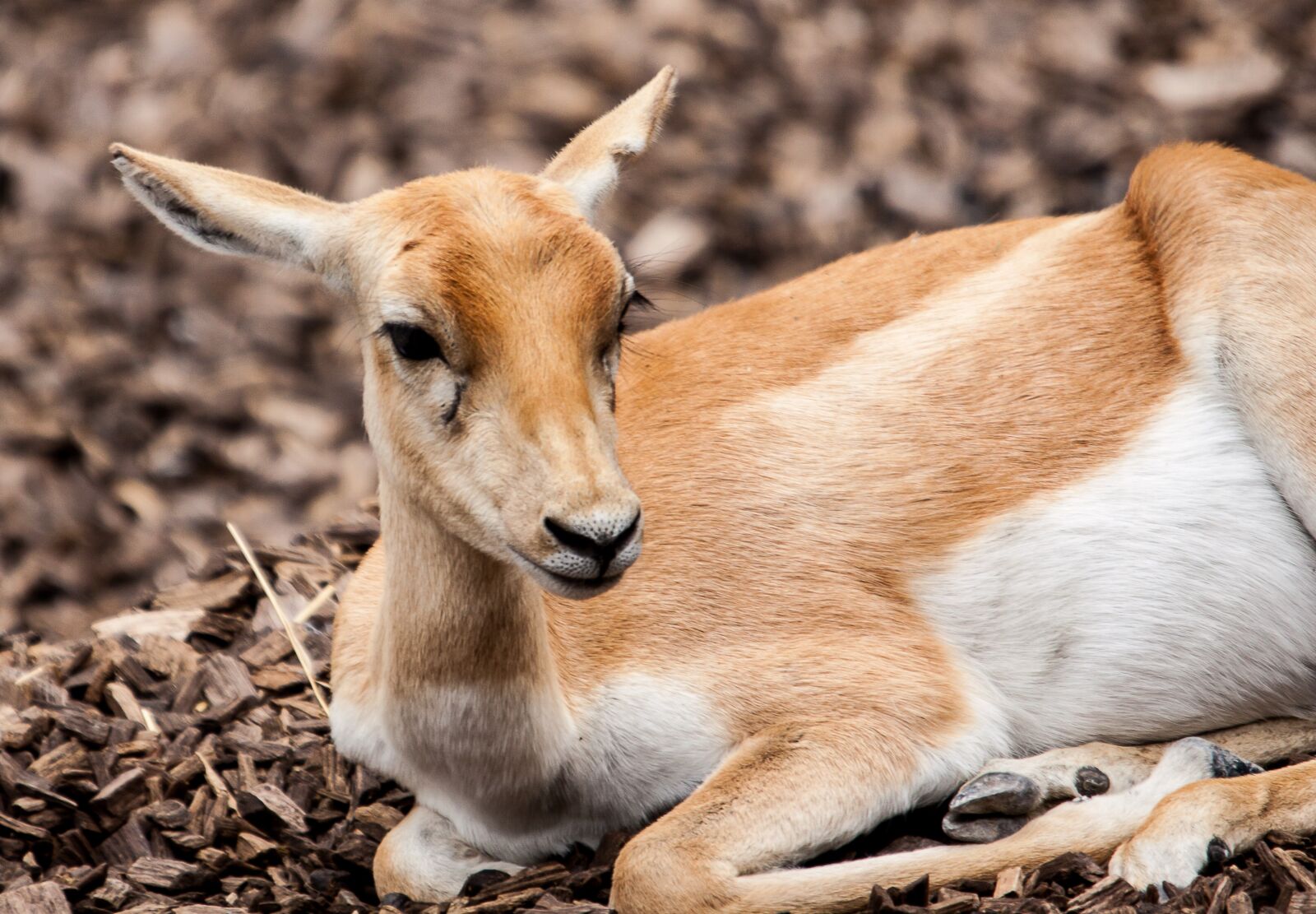 Canon EOS 50D sample photo. Stag-goat-antelope, animal, mammal photography