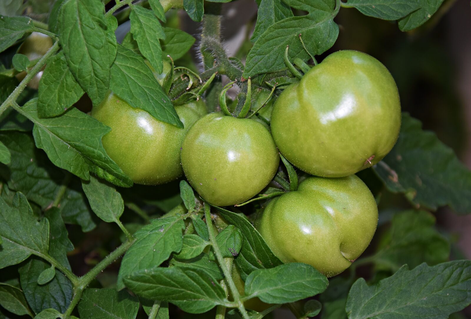 Nikon D5300 sample photo. Tomato, bush, vegetables photography
