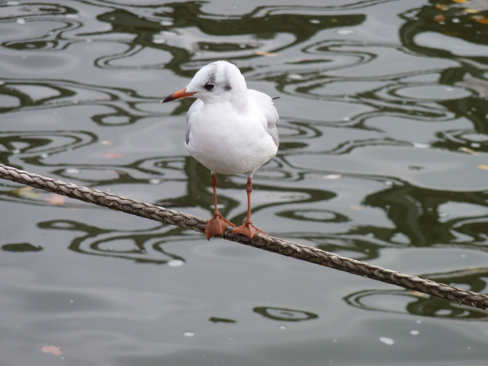 Panasonic DMC-TZ7 sample photo. Gull, water bird, flying photography