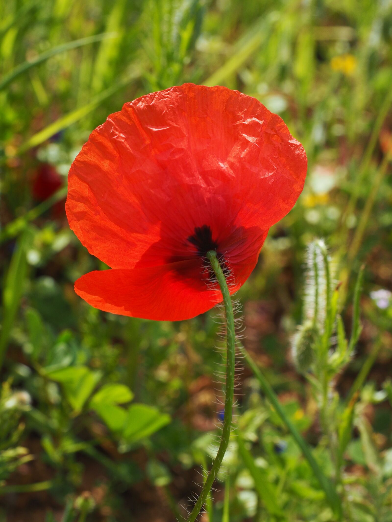 Olympus OM-D E-M1 + Olympus M.Zuiko Digital ED 12-40mm F2.8 Pro sample photo. Poppy flower, poppy, red photography