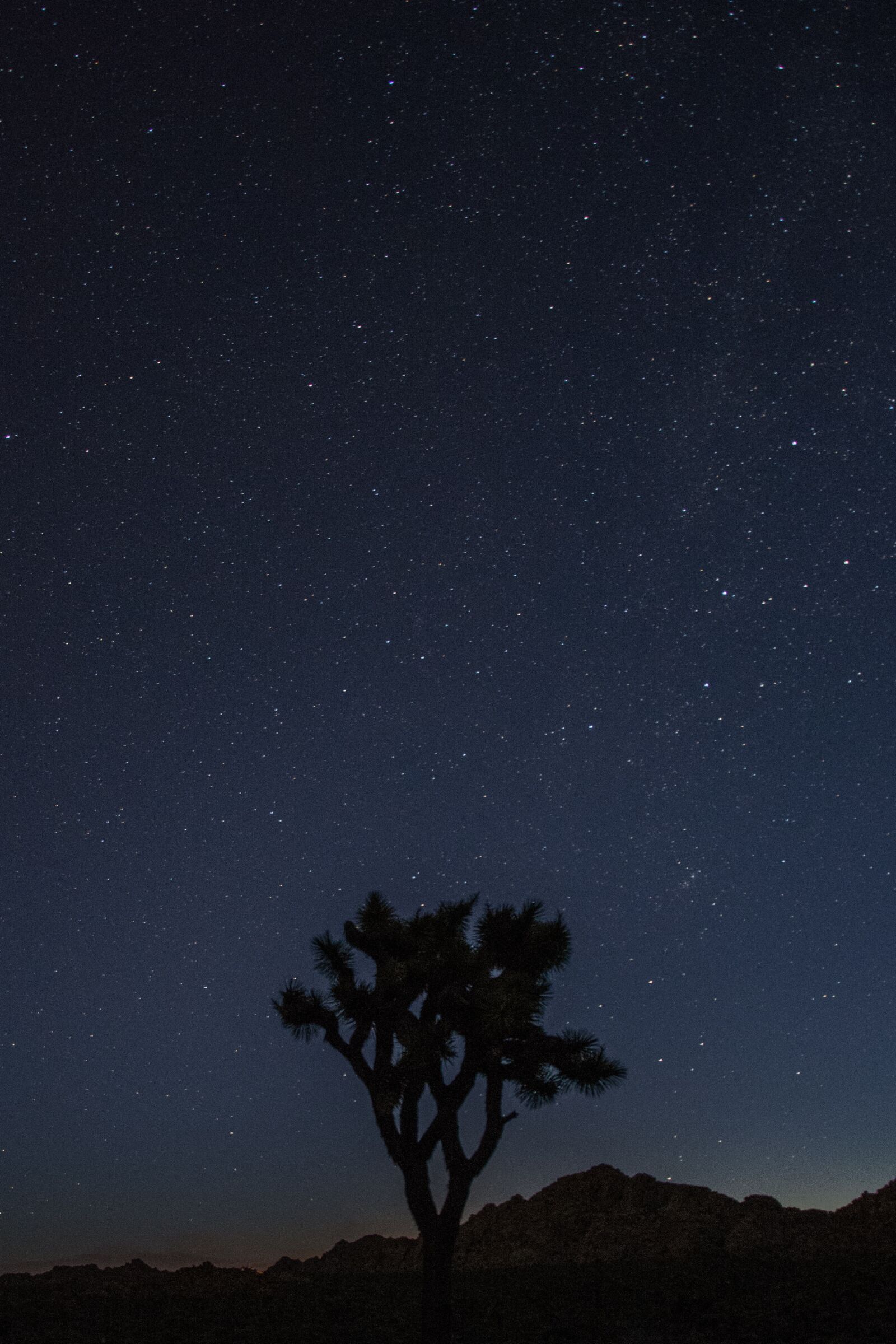 Nikon D5200 sample photo. Joshua, tree, national park photography