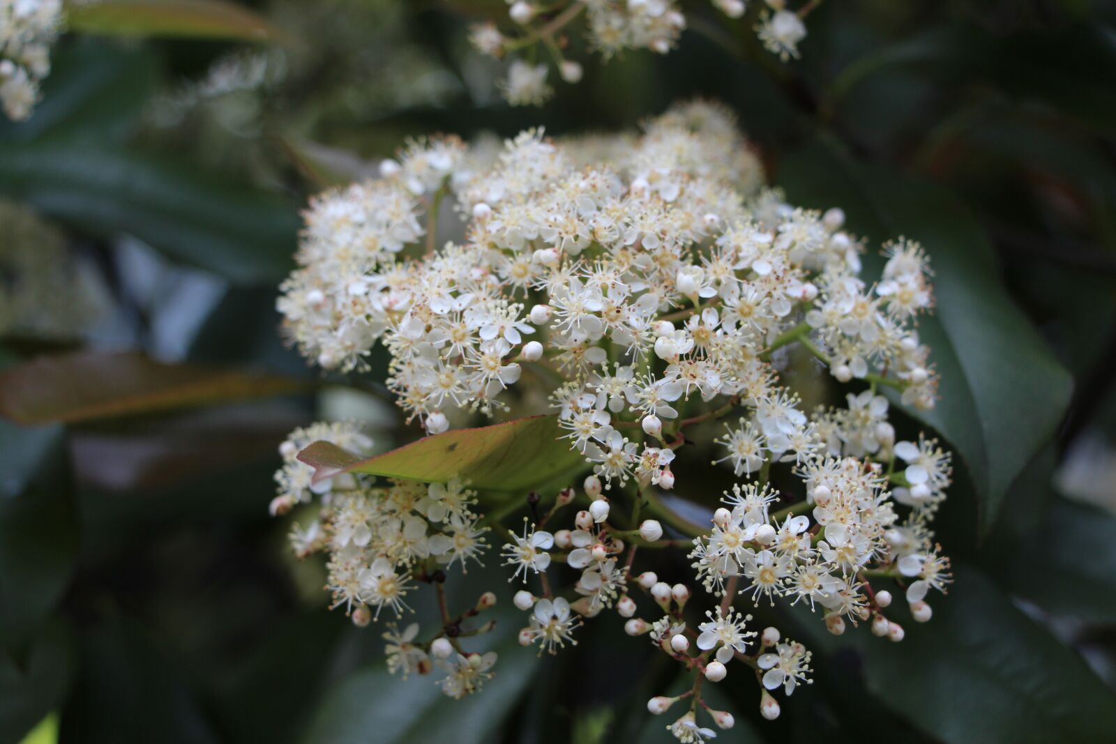 Canon EOS 700D (EOS Rebel T5i / EOS Kiss X7i) sample photo. Flower, white flowers, campus photography