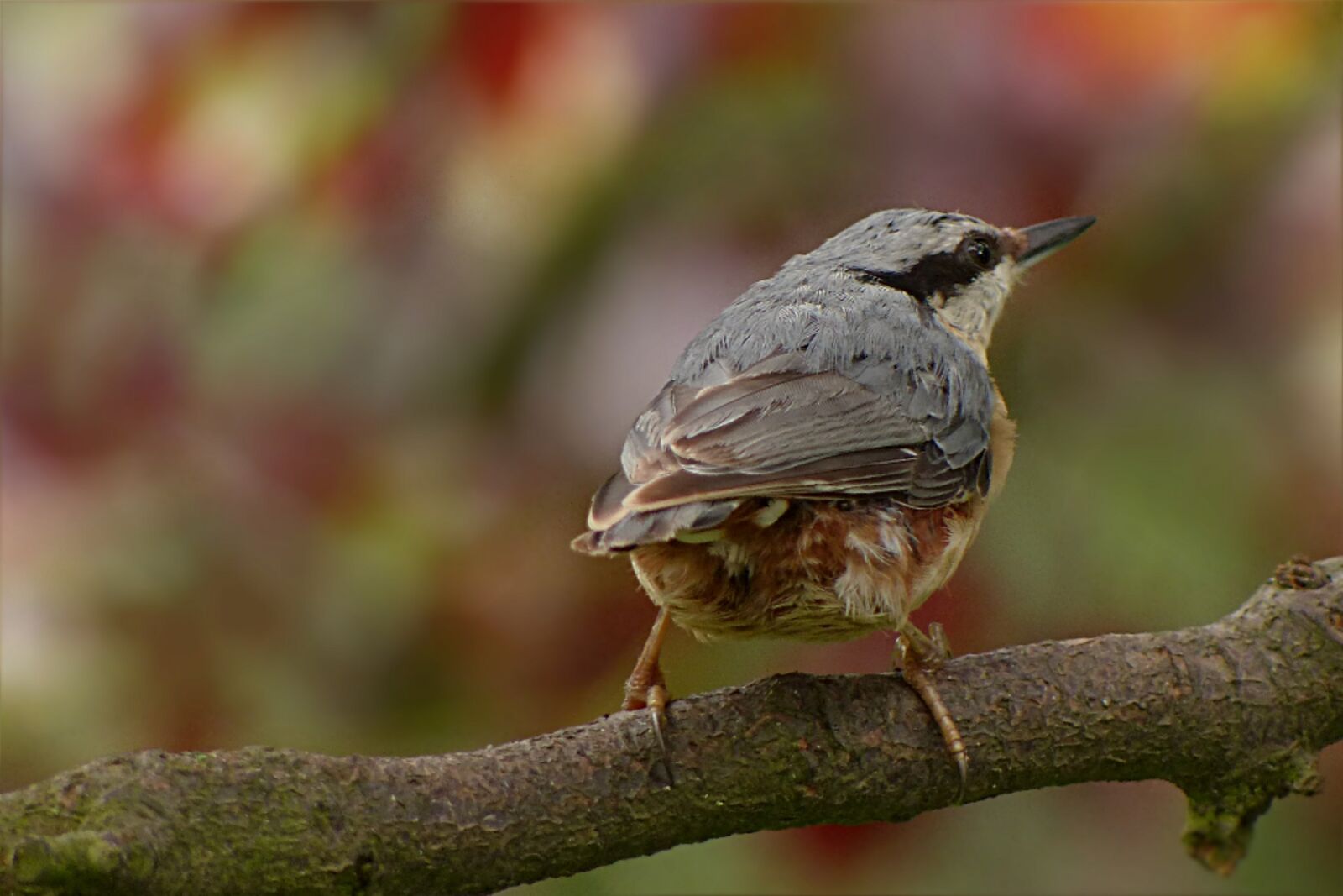 Panasonic Lumix DMC-FZ200 sample photo. Kleiber, sitta europaea, bird photography
