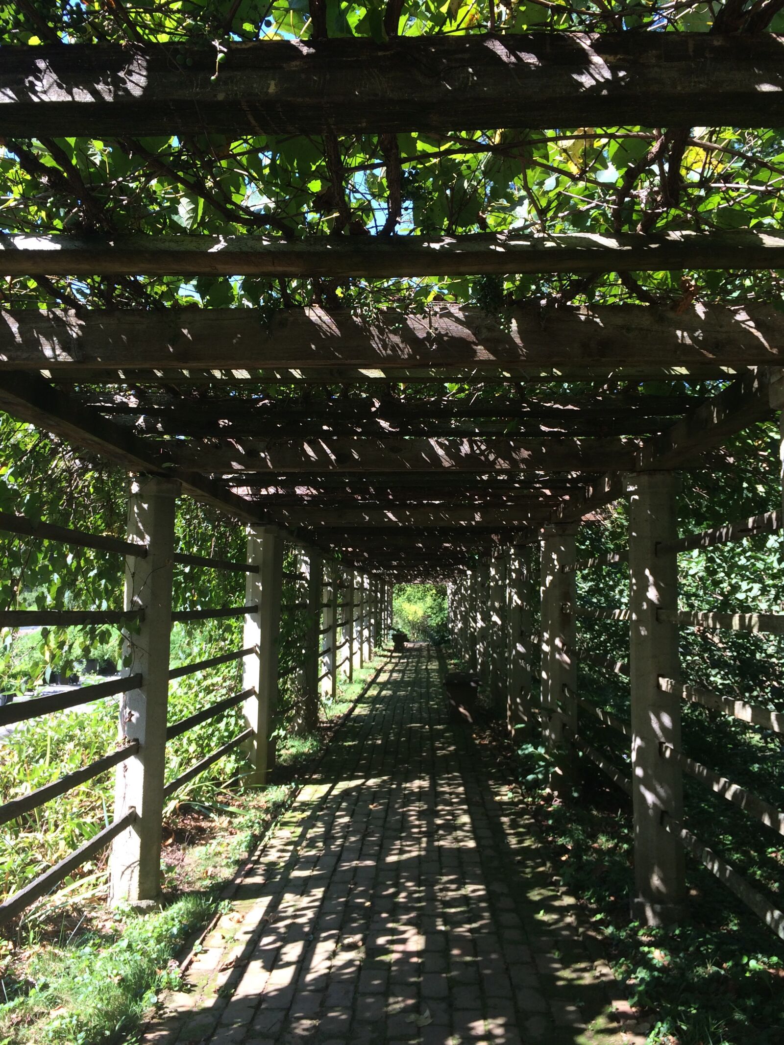 iPhone 5s back camera 4.15mm f/2.2 sample photo. Arbor, garden, path, vineyard photography