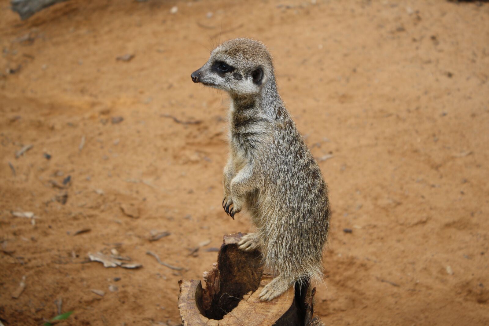 Canon EOS 1000D (EOS Digital Rebel XS / EOS Kiss F) sample photo. Wildlife, mammal, nature photography