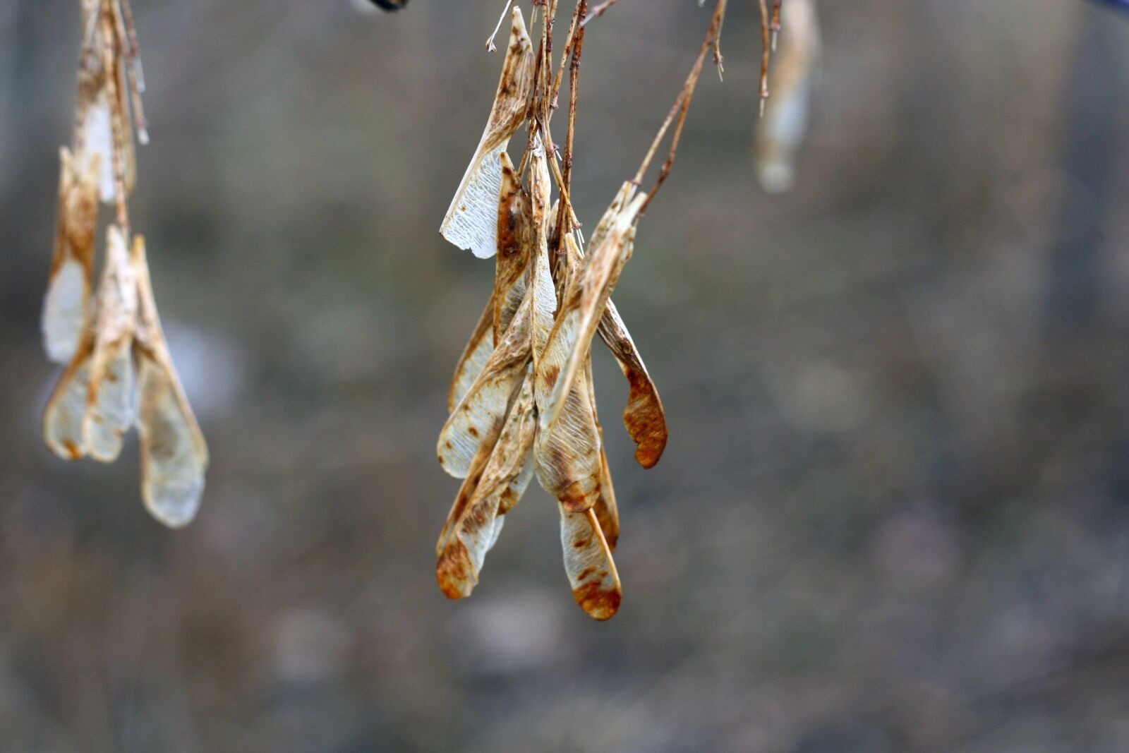 Canon EOS 450D (EOS Rebel XSi / EOS Kiss X2) sample photo. Leaves, autumn, fall photography