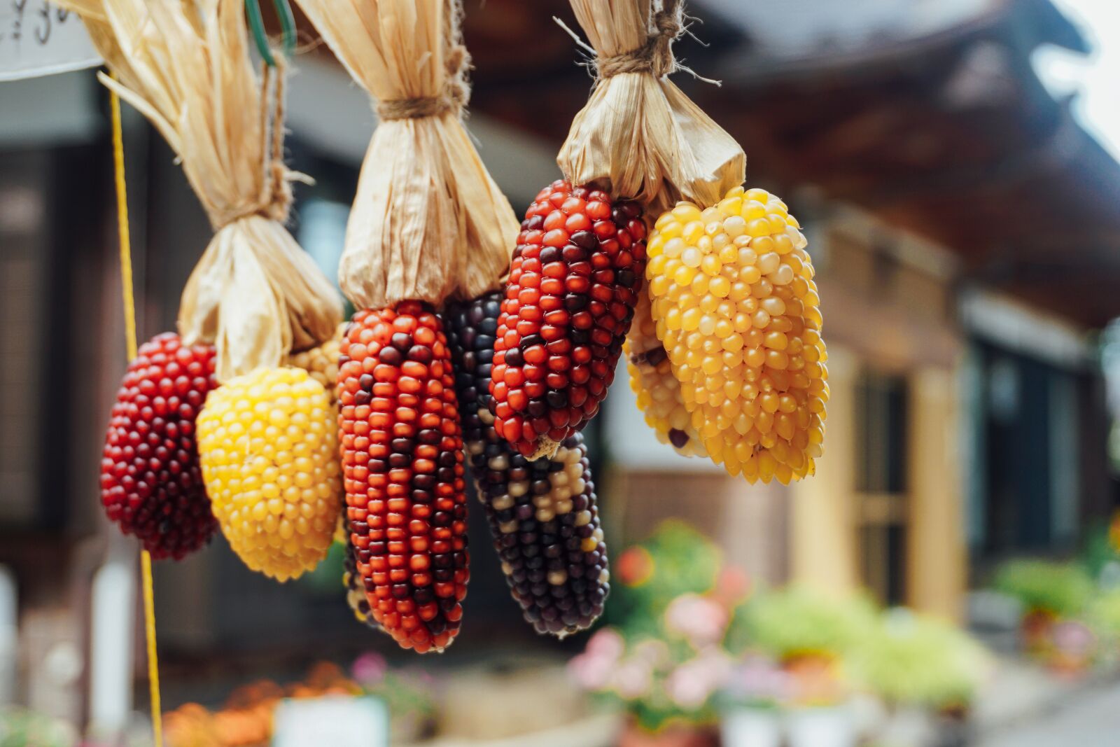 Sony a6000 sample photo. Corn, fresh, grain photography
