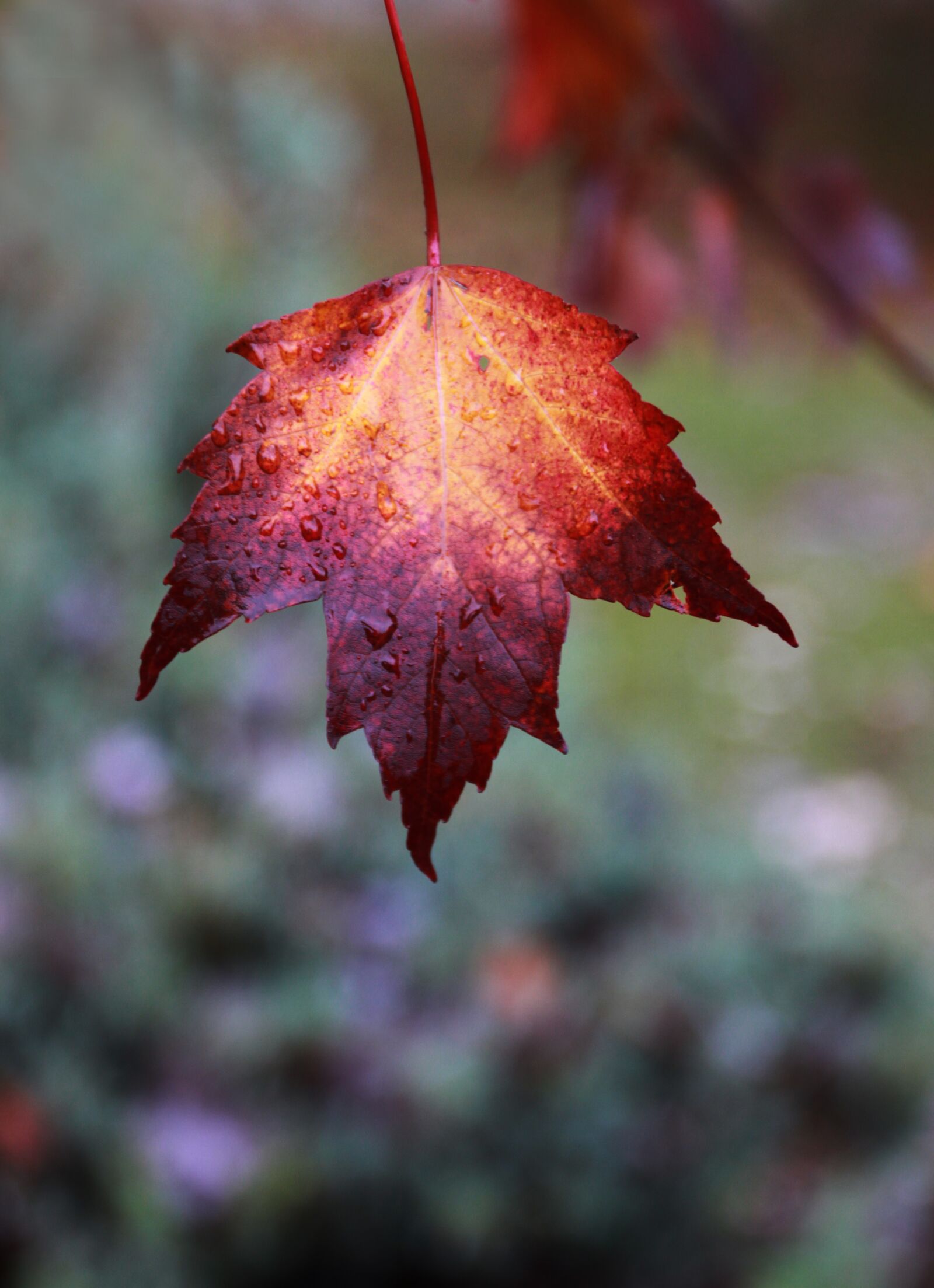 Canon EOS 7D + Canon EF 24-70mm F4L IS USM sample photo. Fall, leaf, color photography
