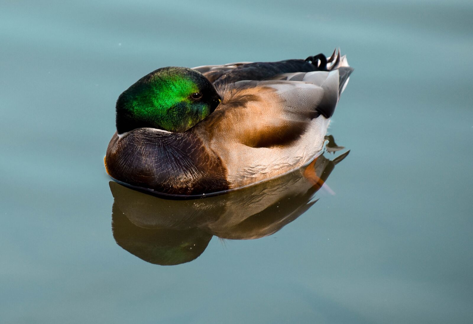 Nikon D5500 sample photo. Ducks, water, pond photography