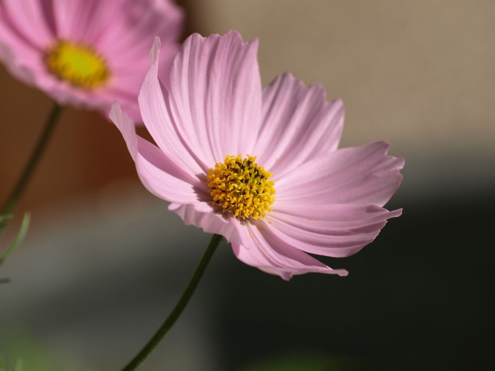 Olympus E-510 (EVOLT E-510) sample photo. Cosmea, flower, blossom photography