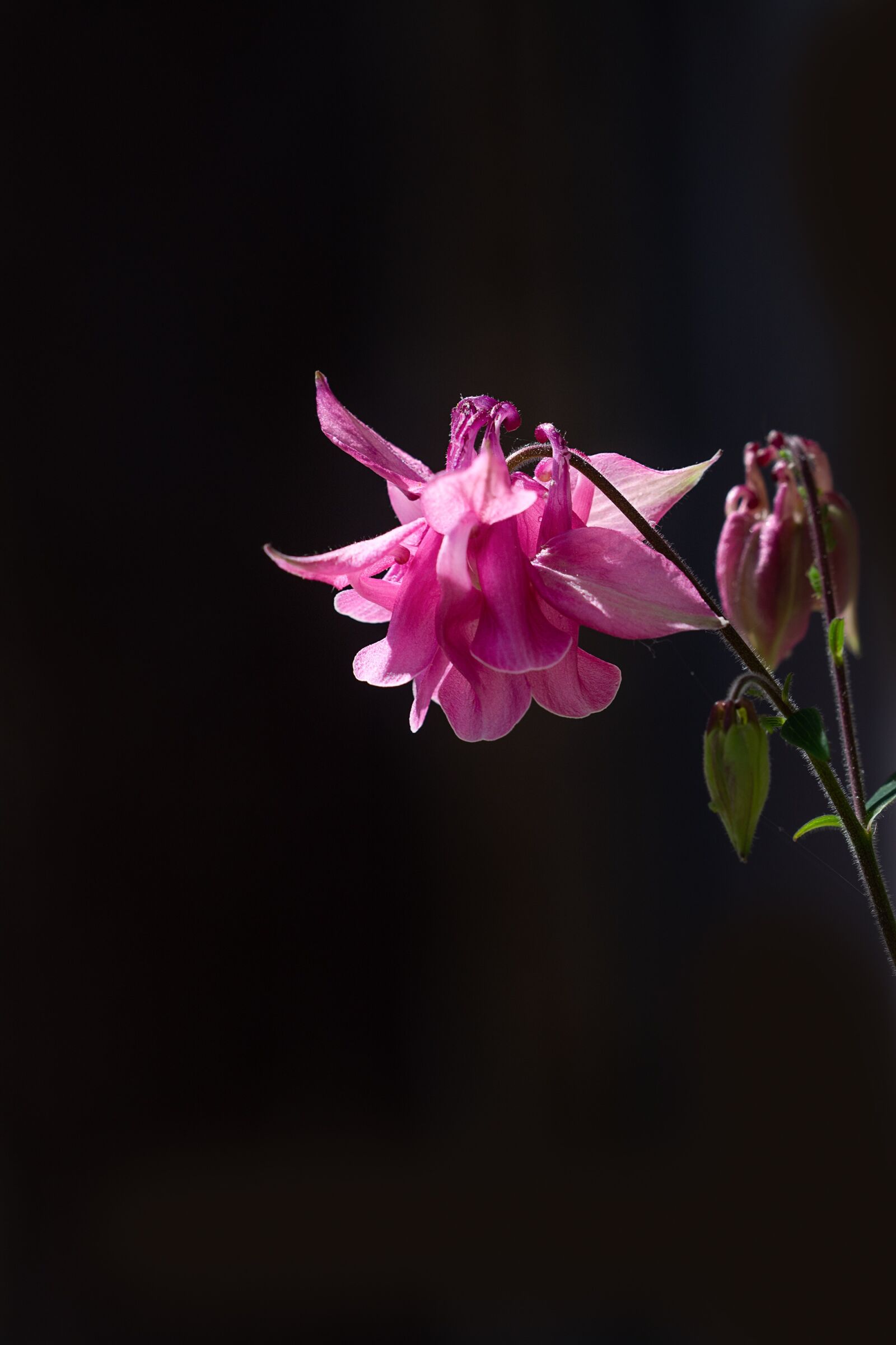 Nikon D7100 sample photo. Columbine, pink, pink columbine photography