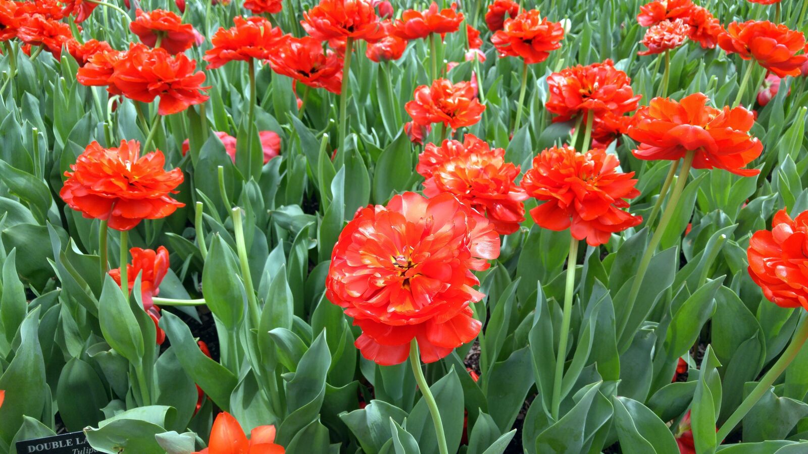 LG G4 sample photo. Flowers, gardens, spring photography