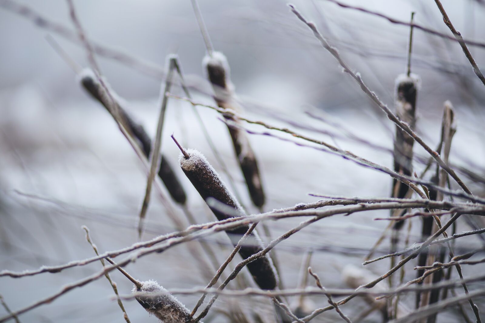 Canon EF 85mm F1.8 USM sample photo. Nature, broadleaf, brown photography
