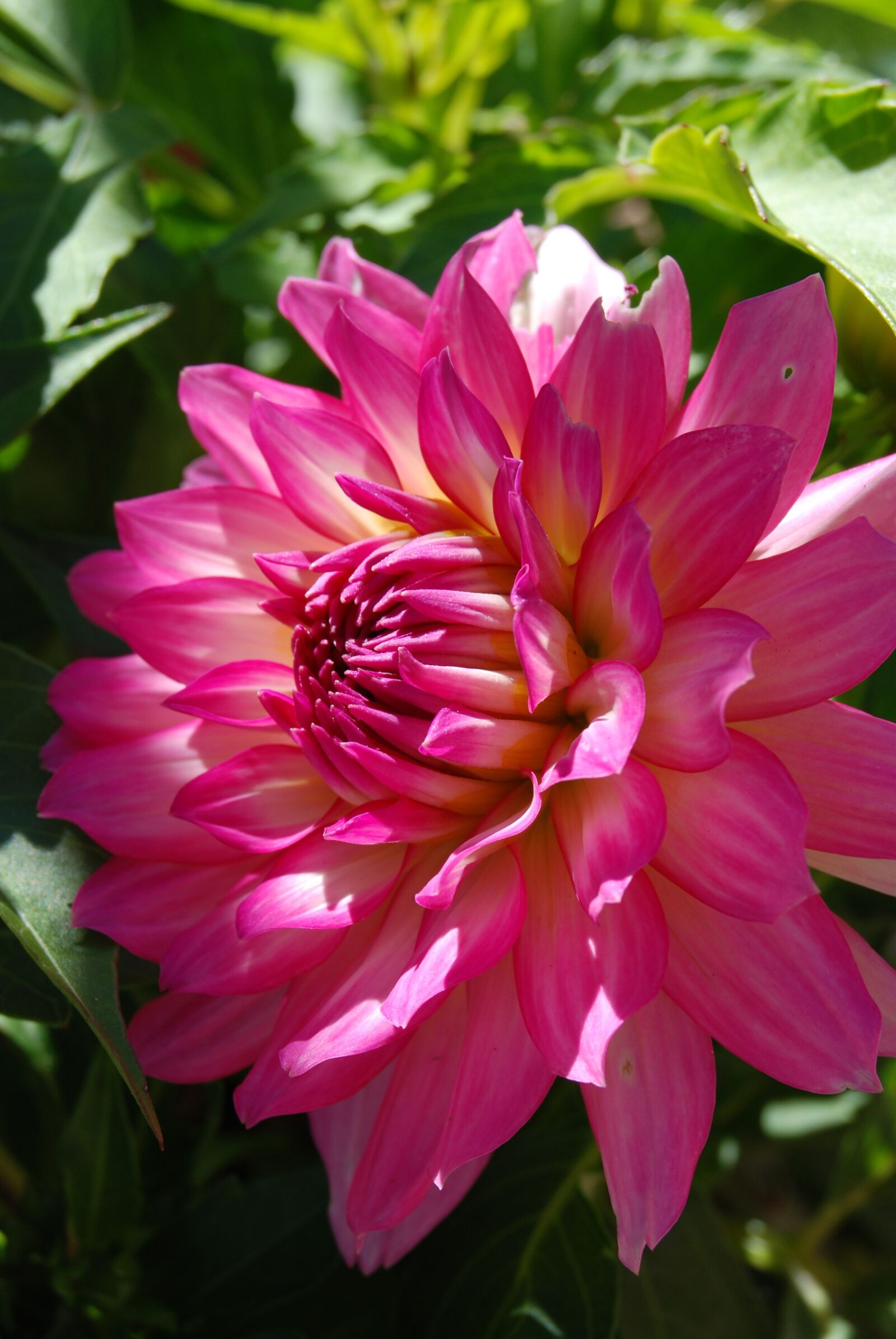 Nikon D80 sample photo. Flora, nature, flower photography