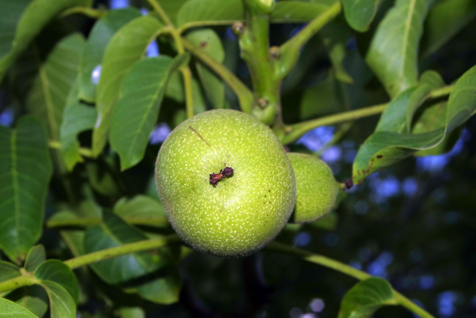 Pentax K-S2 sample photo. Walnut, nuts, immature photography