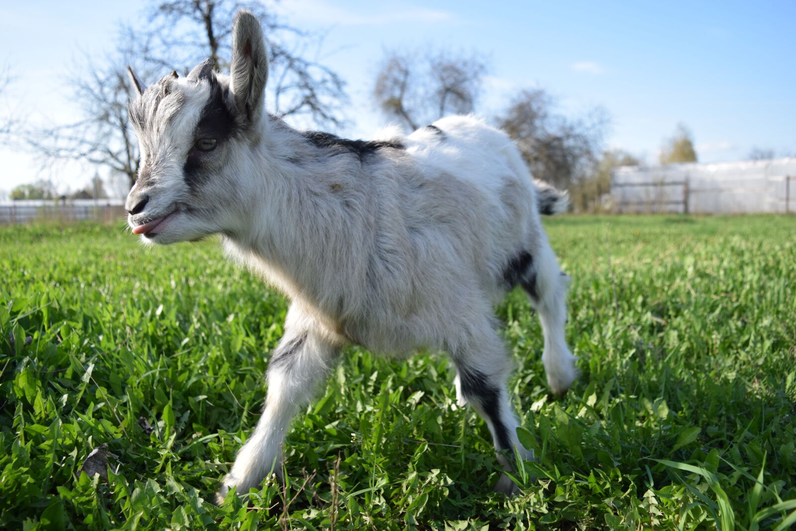 Nikon D5300 sample photo. Goat, farm, animal photography