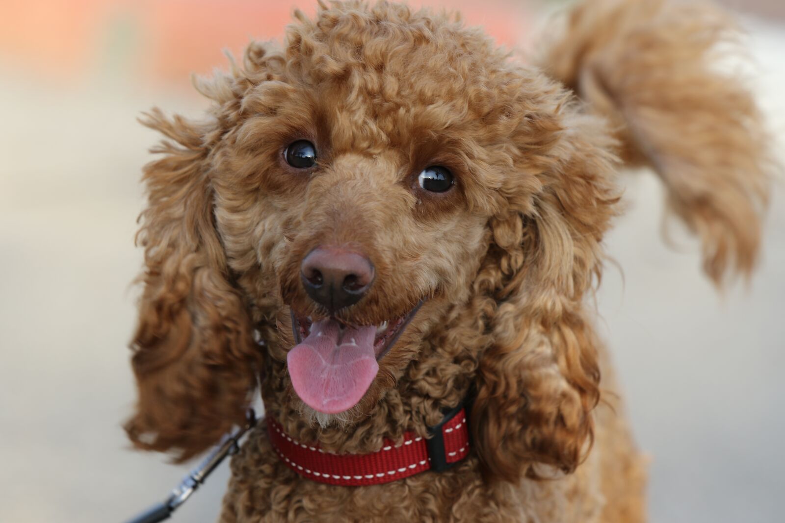 Tamron SP 70-200mm F2.8 Di VC USD G2 sample photo. Dog, poodle, face photography