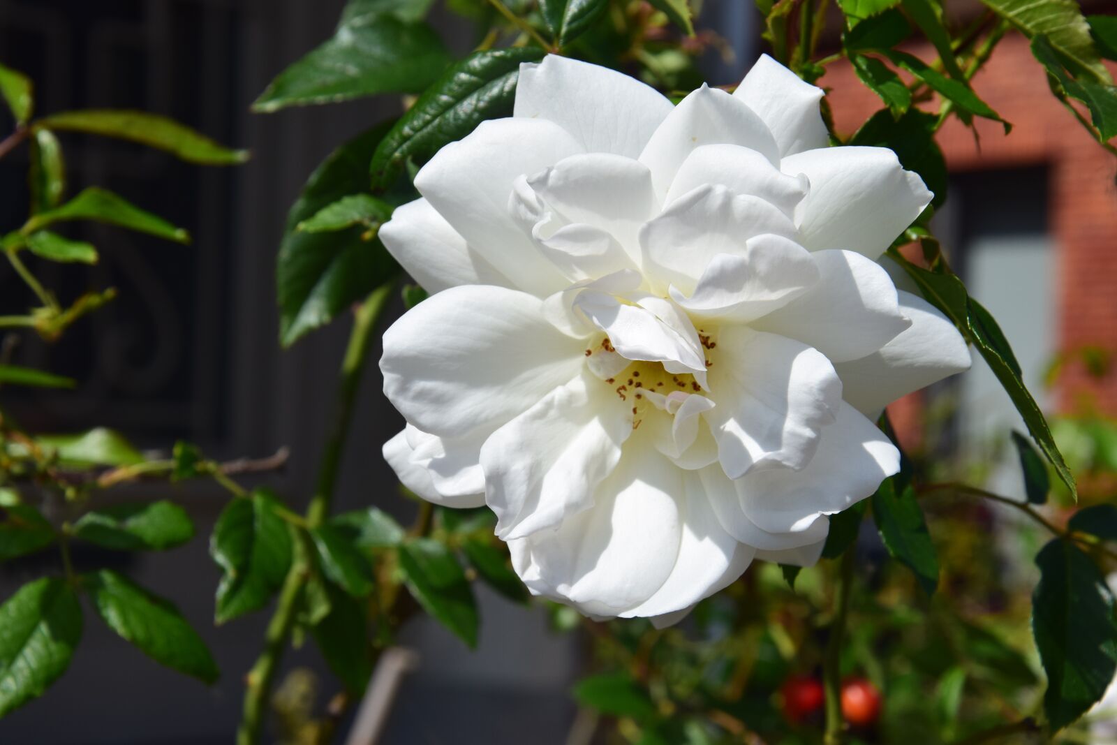 Nikon D5300 sample photo. White flowers, summer, lavender photography